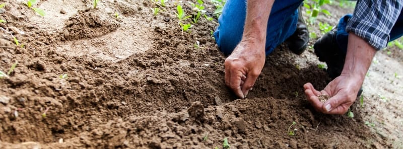 Are Homegrown Vegetables More Nutritious?