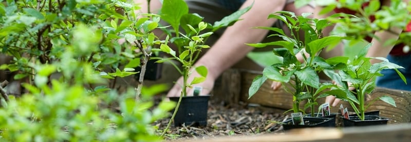 What To Plant In Spring