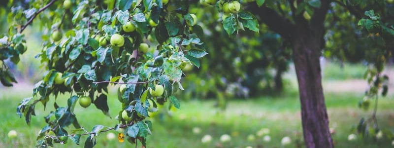 Backyard Fruit - Trees You Should Grow