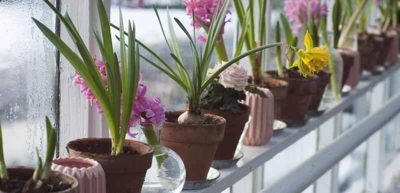 Bulbs, Corms, Rhizomes, Tubers and Stolons: What’s the Difference?