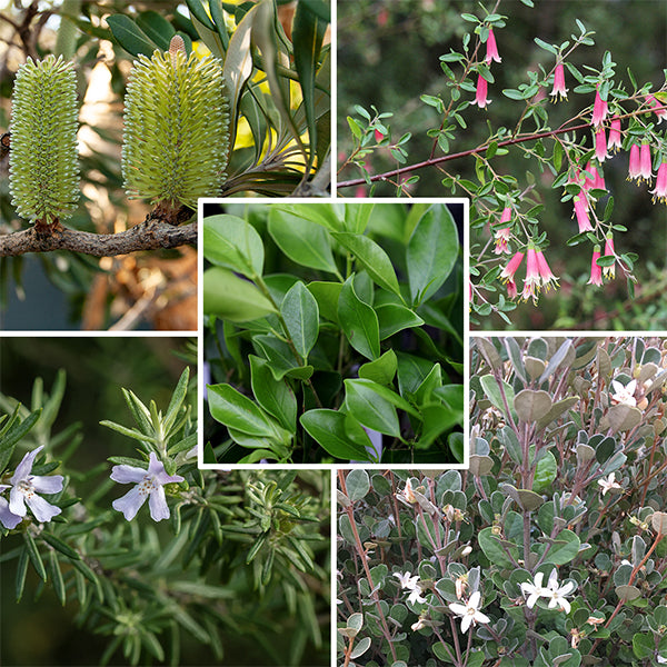 Everything You Need to Know About Drought-Tolerant Australian Natives