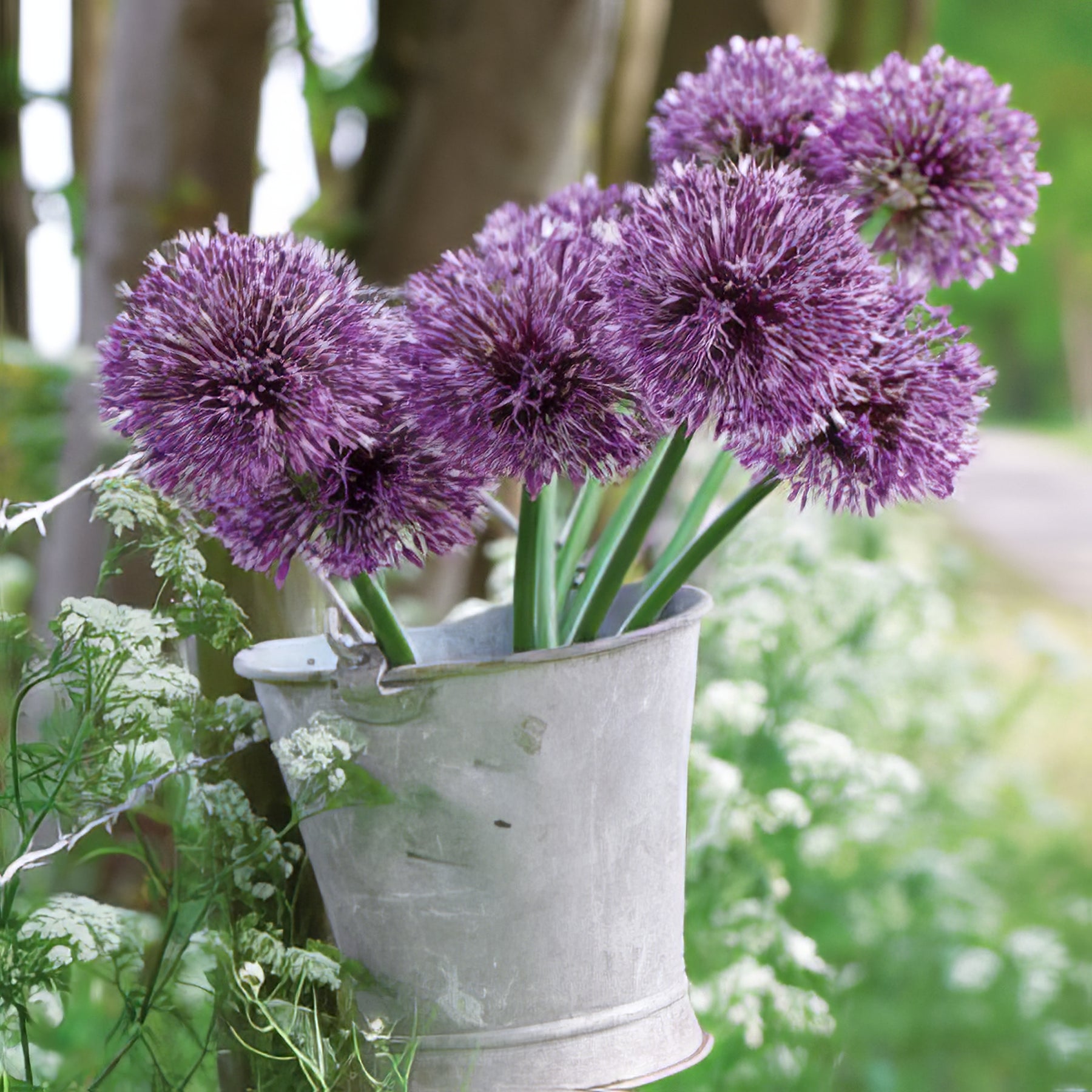 Allium - Collection Image - Garden Express