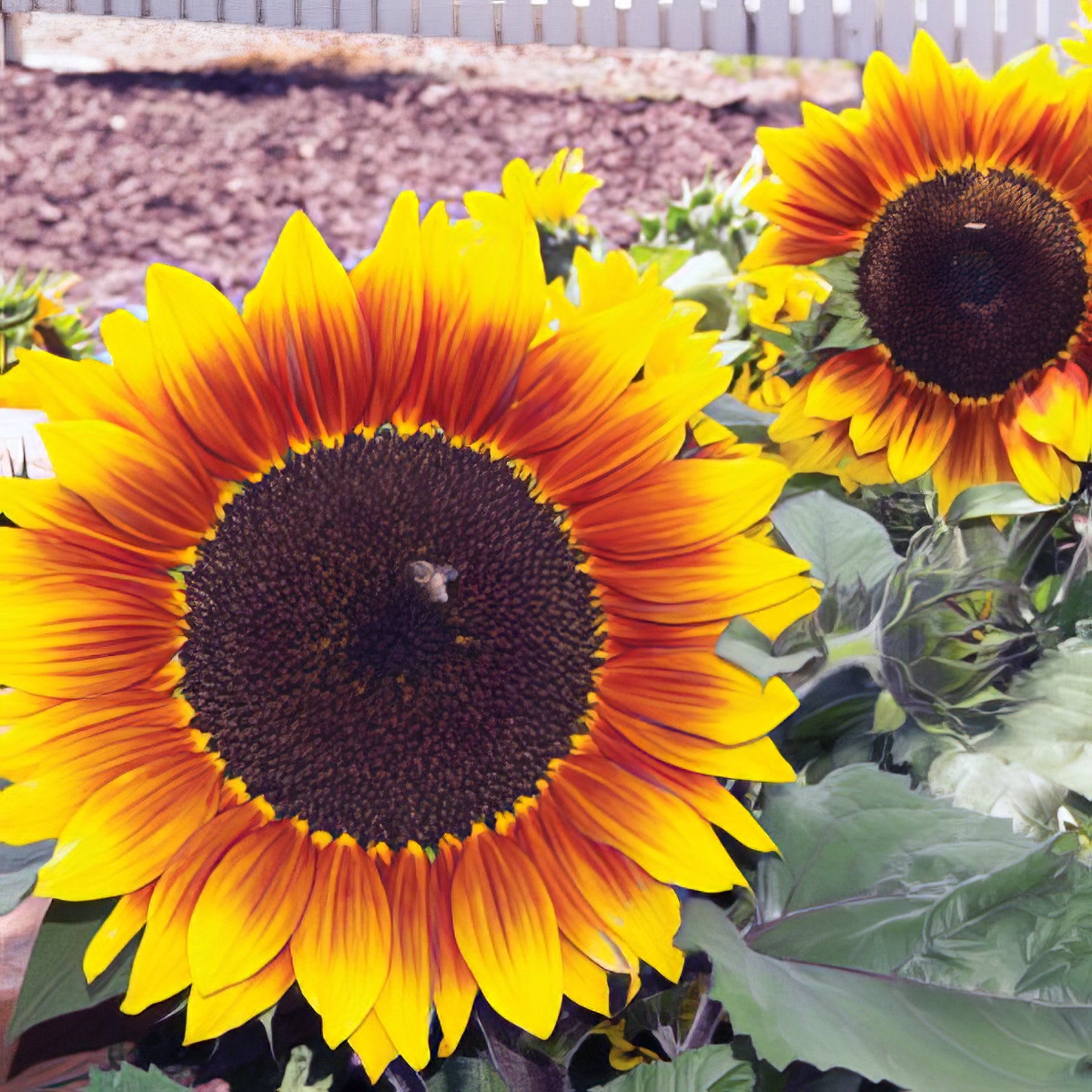 Annuals - Collection Image - Garden Express