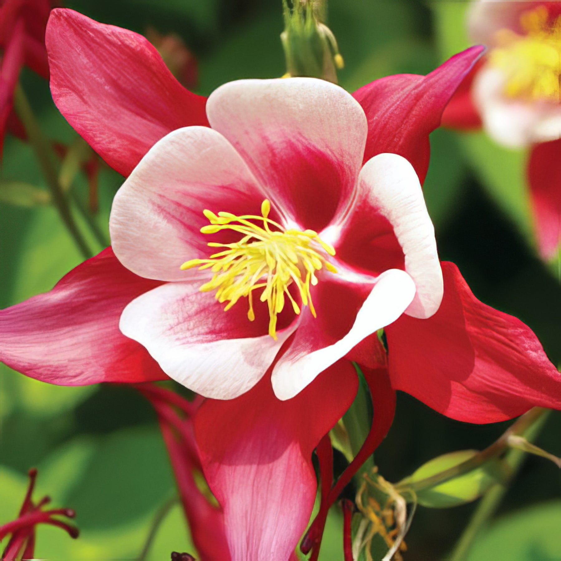 Aquilegia - Collection Image - Garden Express