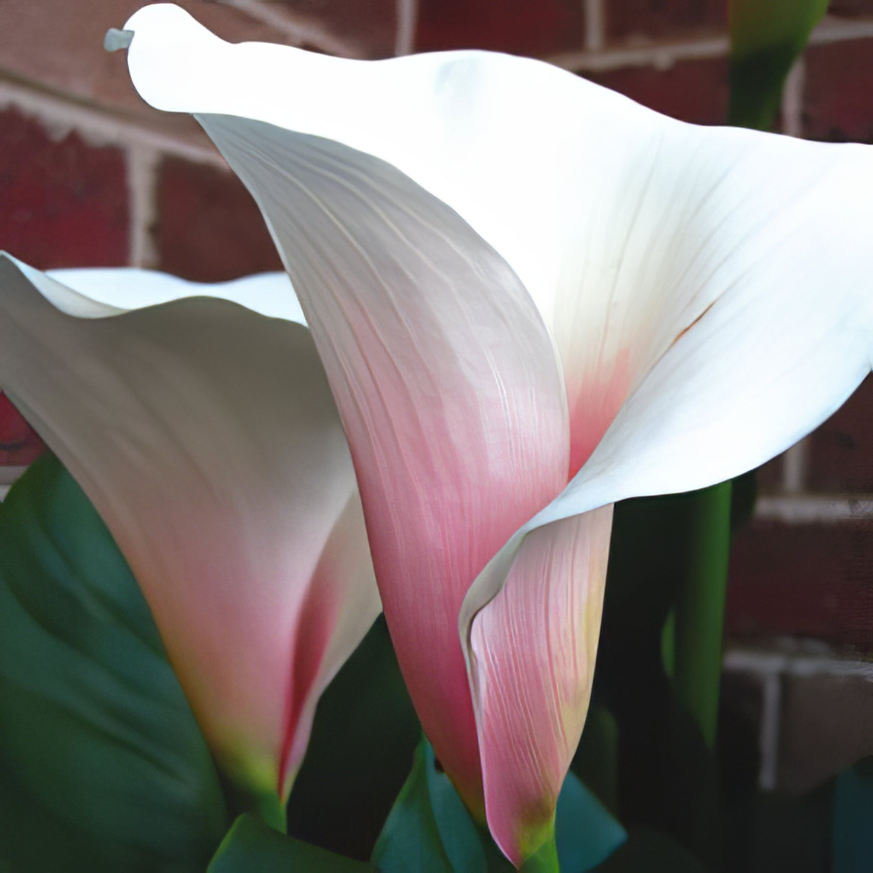 Arum Lilies - Collection Image - Garden Express