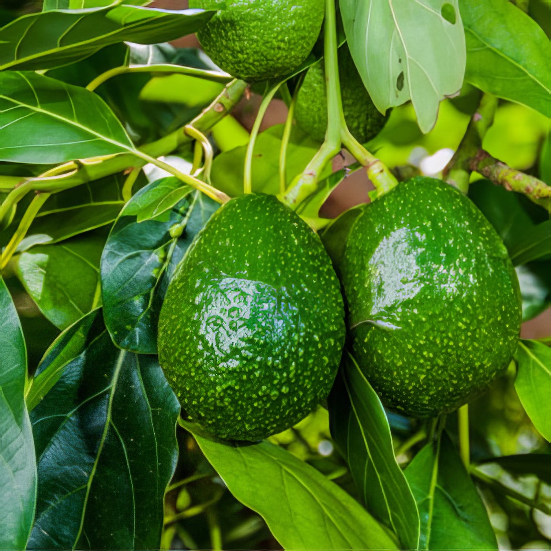 Avocado Trees - Collection Image - Garden Express