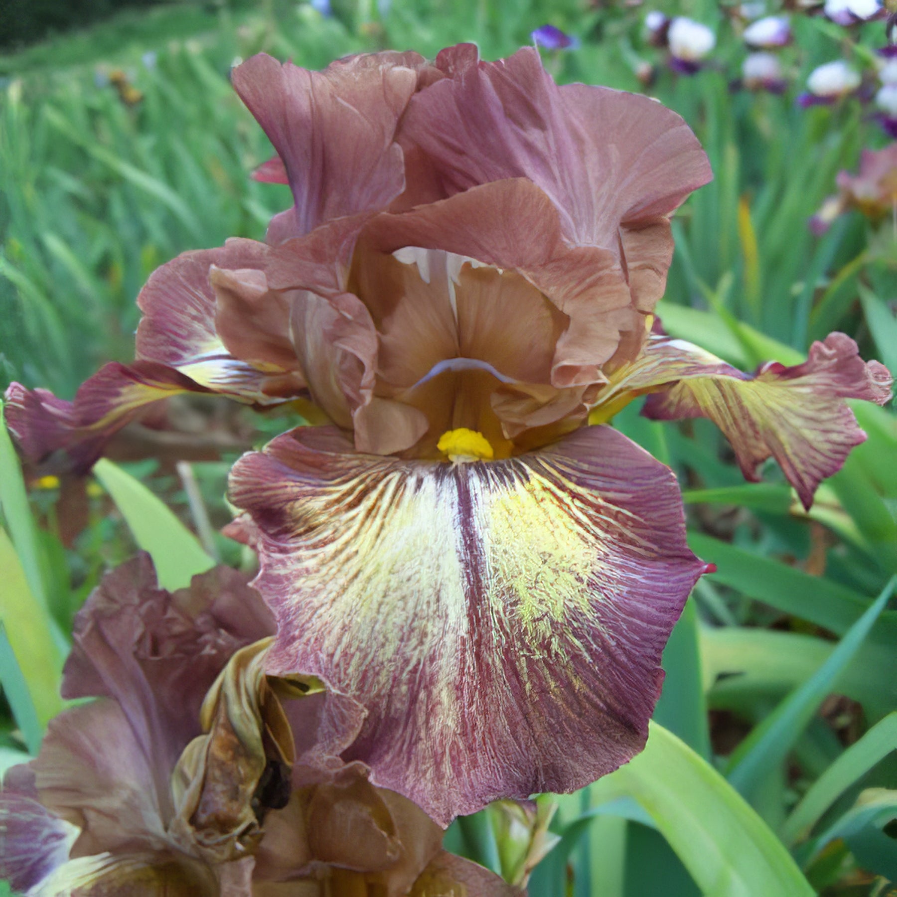 Bearded Iris - Collection Image - Garden Express
