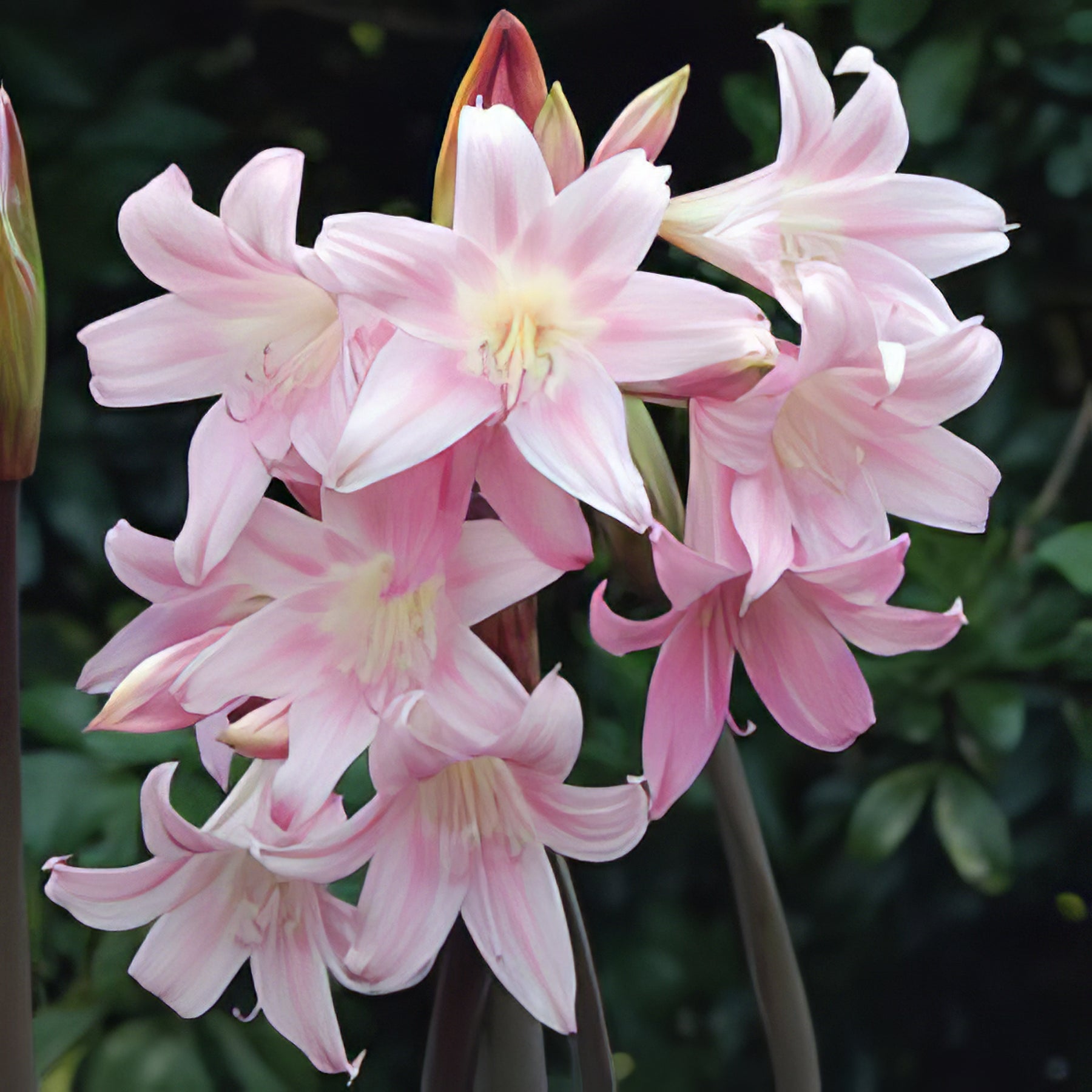 Belladonna Lilies - Collection Image - Garden Express