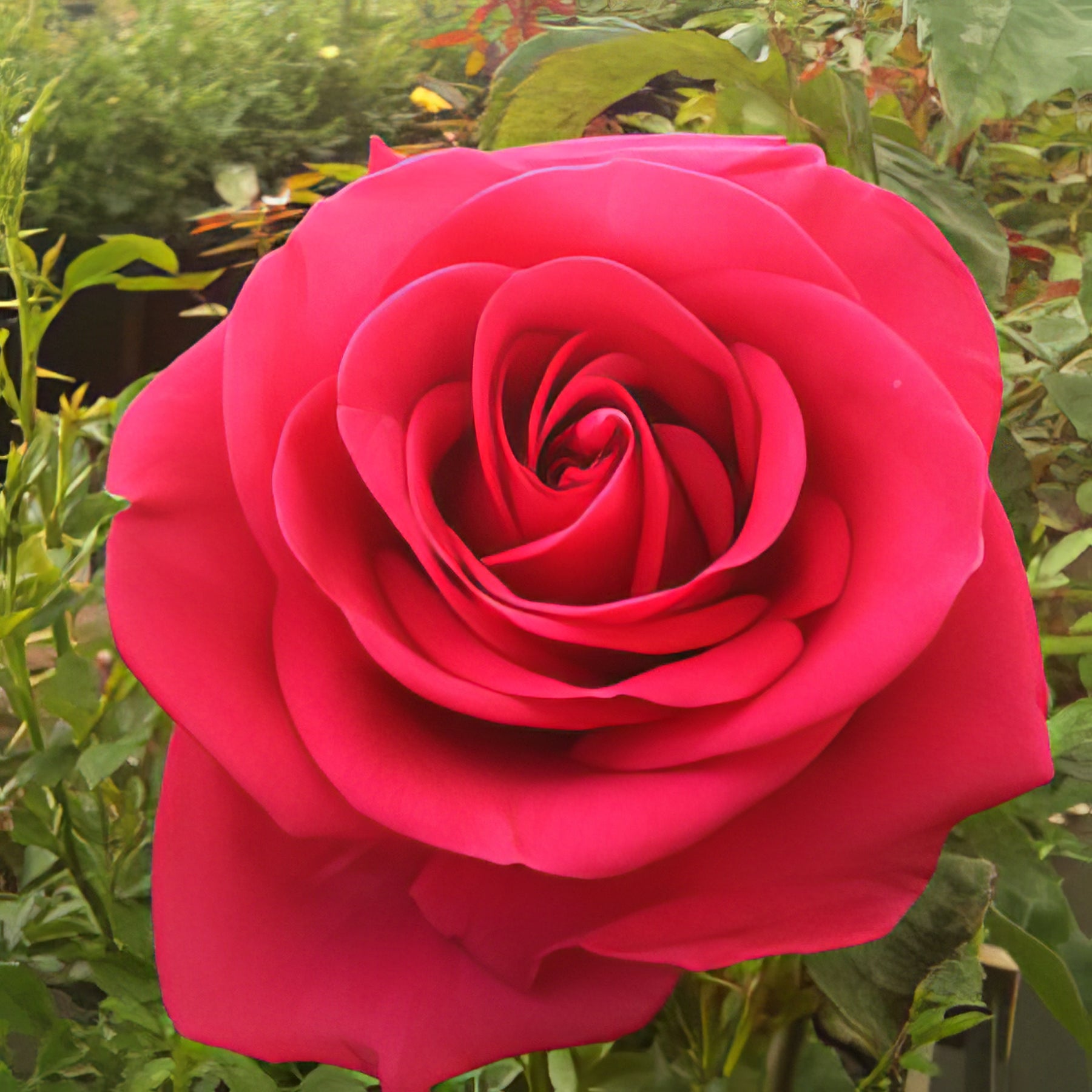 Brindabella Roses - Collection Image - Garden Express