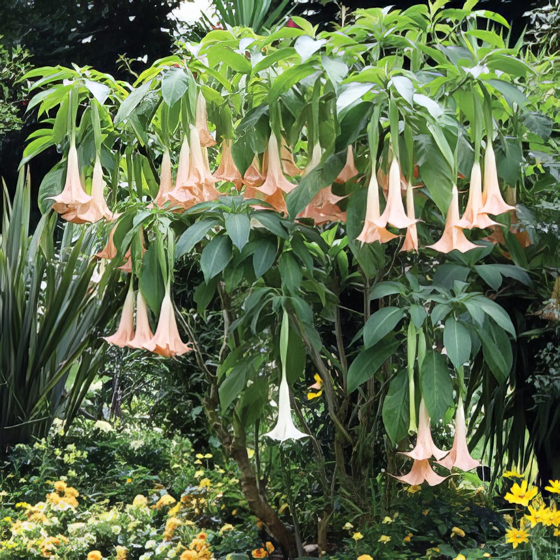 Brugmansia - Collection Image - Garden Express