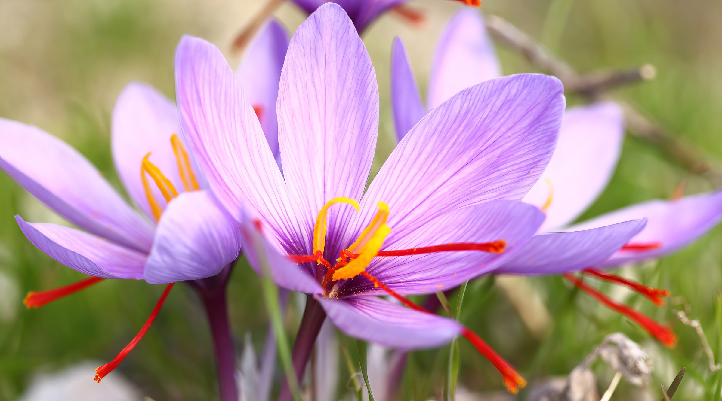 Bulbs - Autumn Flowering