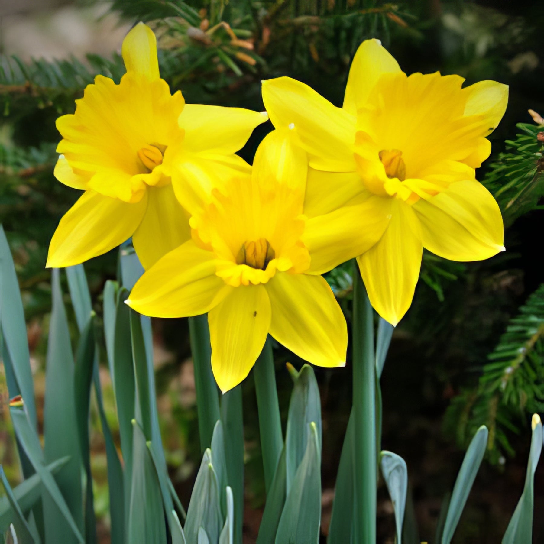 Bulbs - Spring Flowering - Collection Image - Garden Express