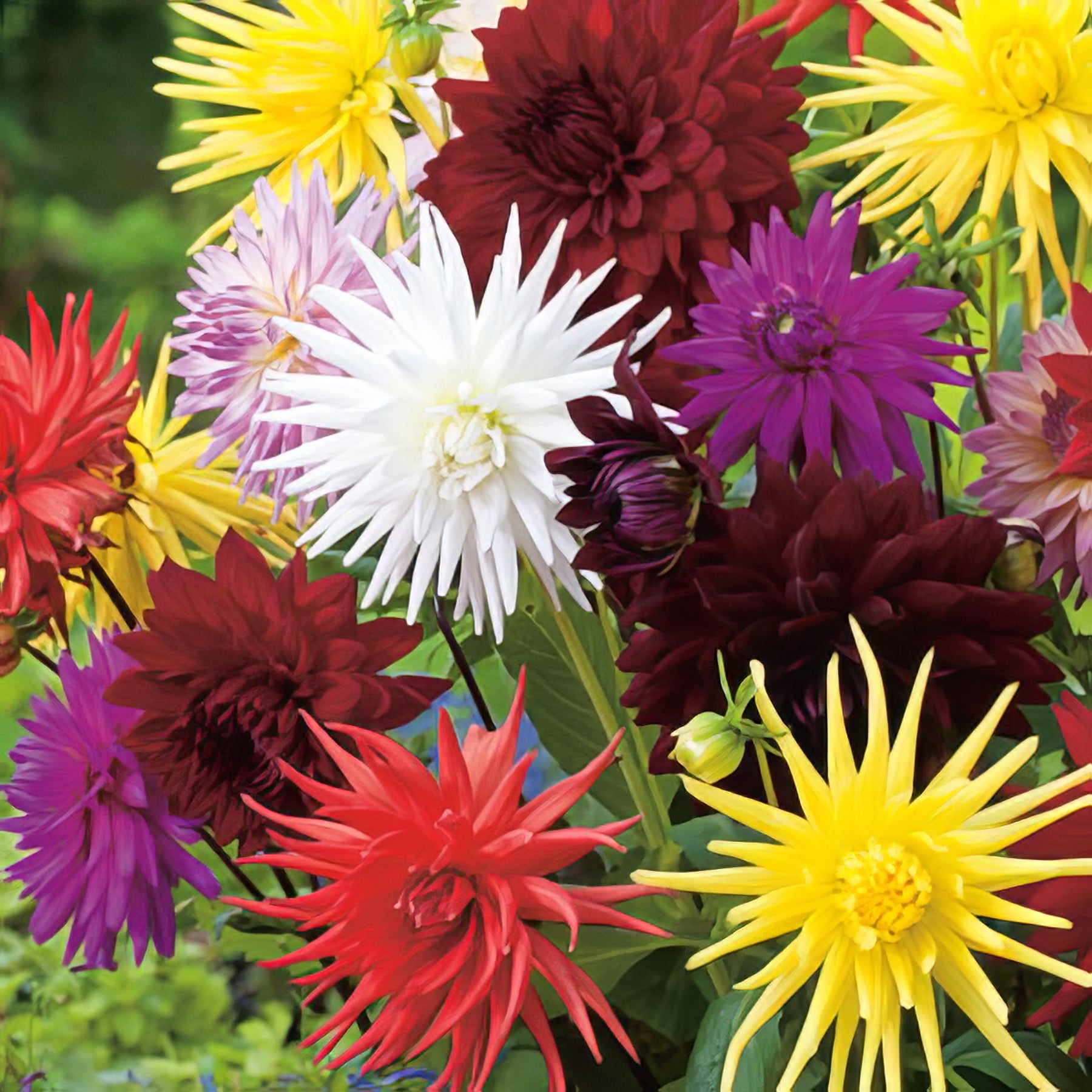 Cactus Dahlia (Cacti) - Collection Image - Garden Express