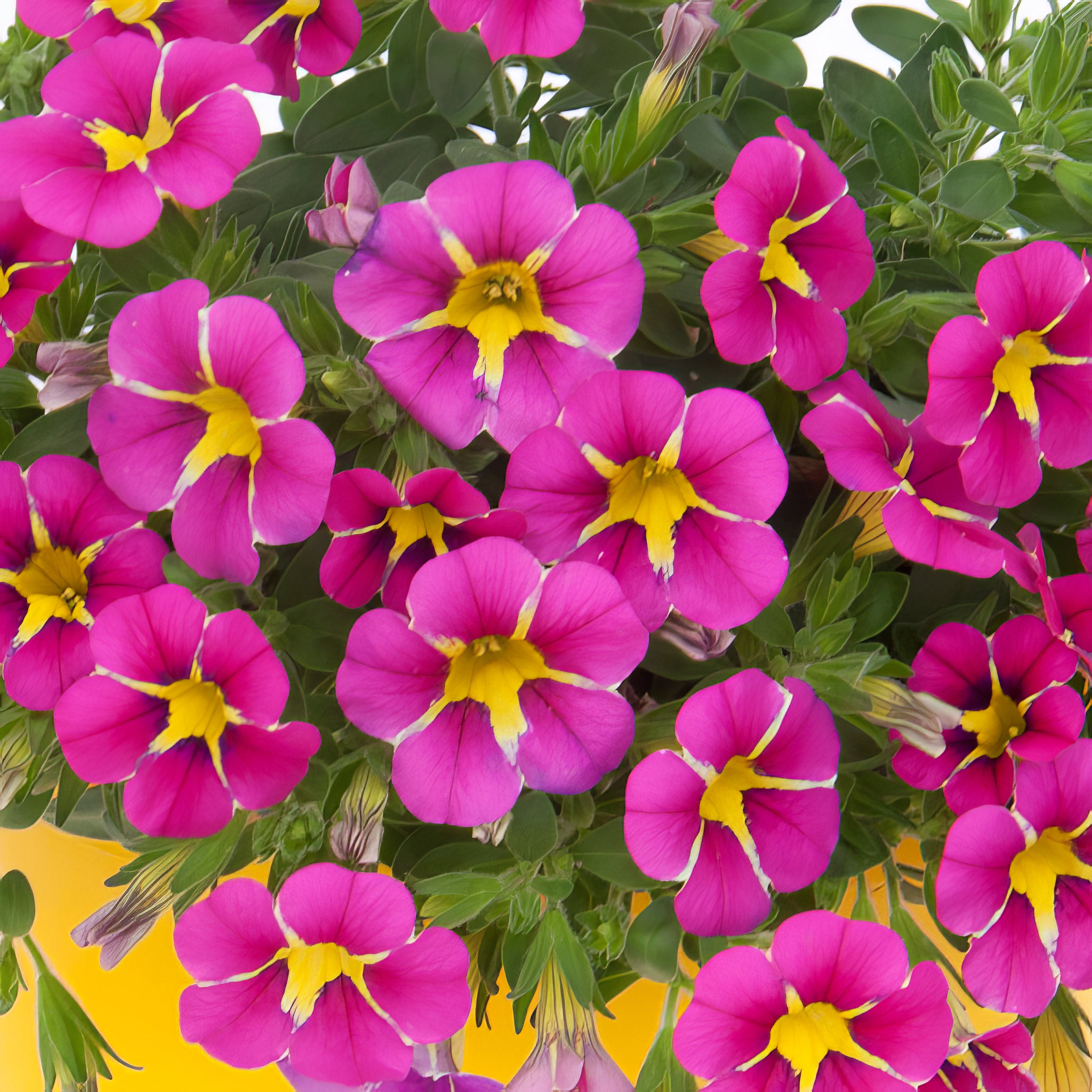 Calibrachoa - Collection Image - Garden Express