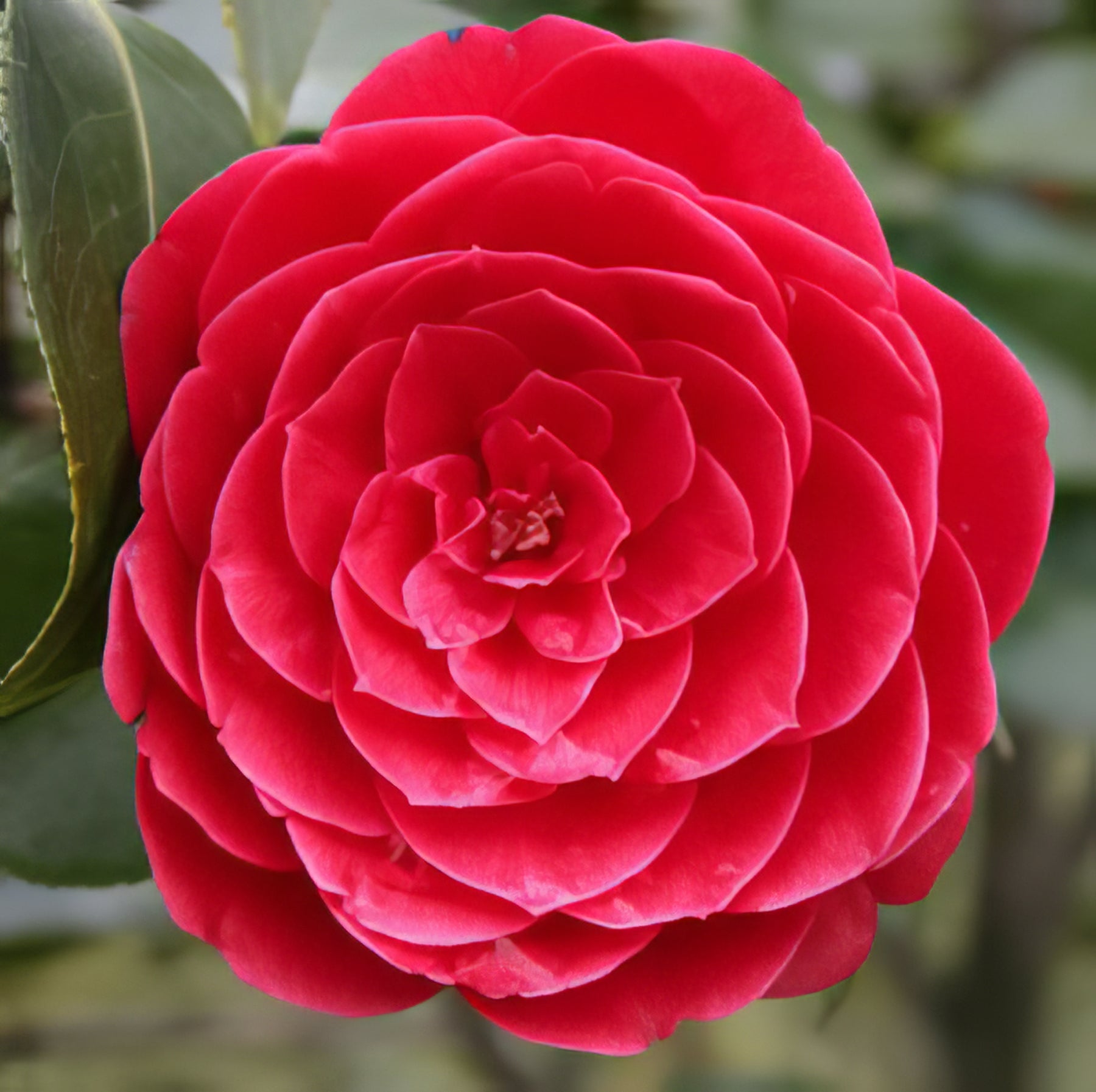 Camellias - Collection Image - Garden Express