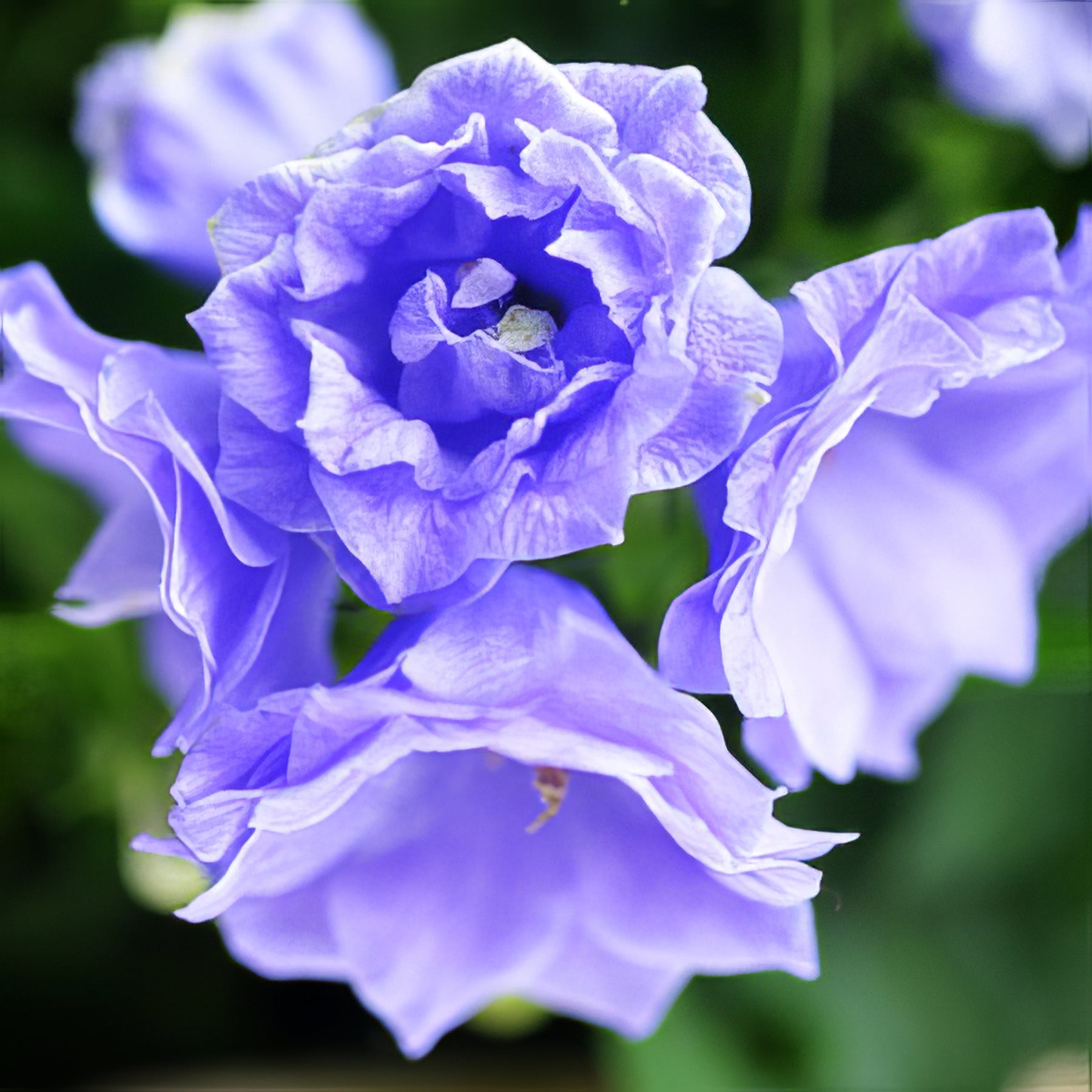 Campanula - Collection Image - Garden Express