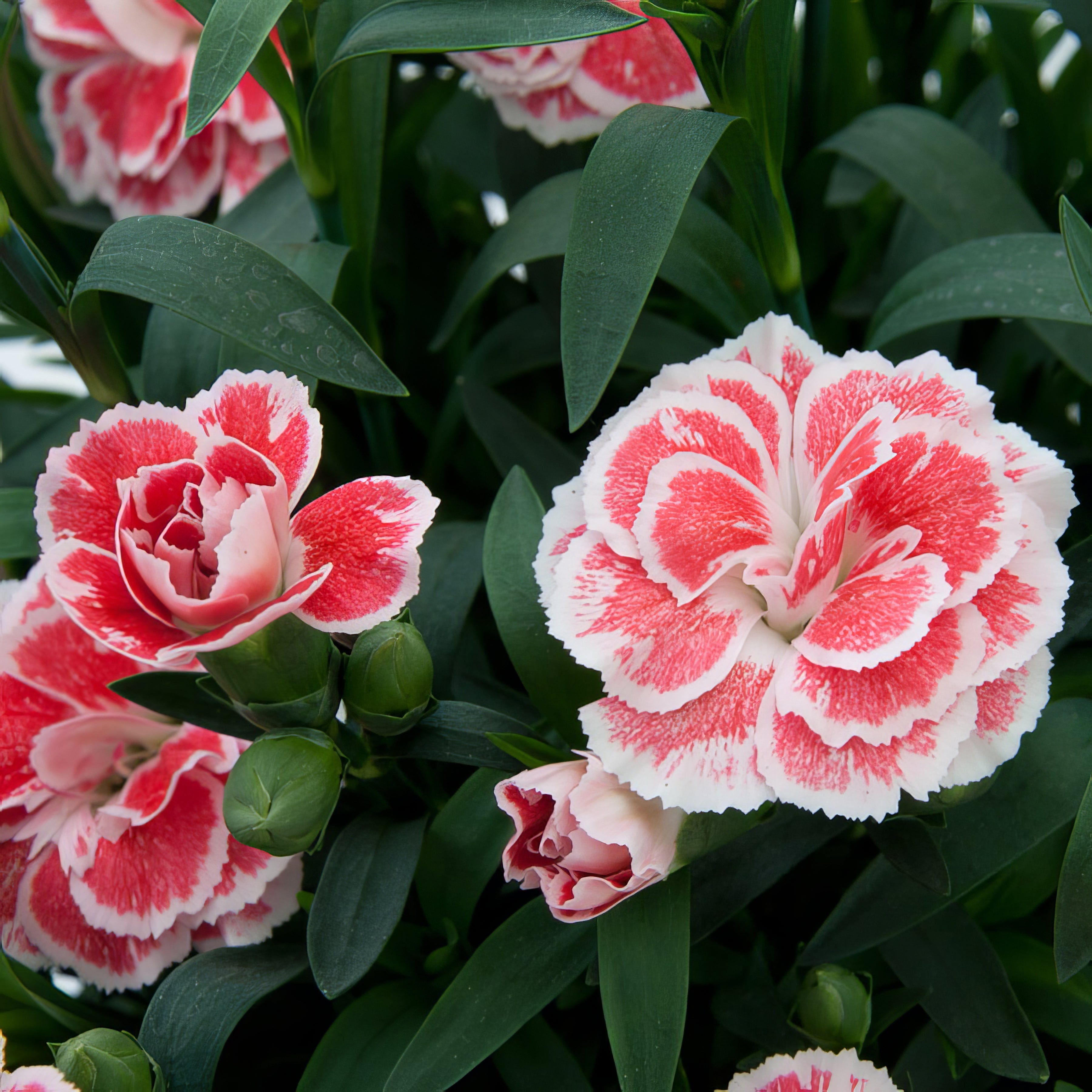 Carnations - Collection Image - Garden Express