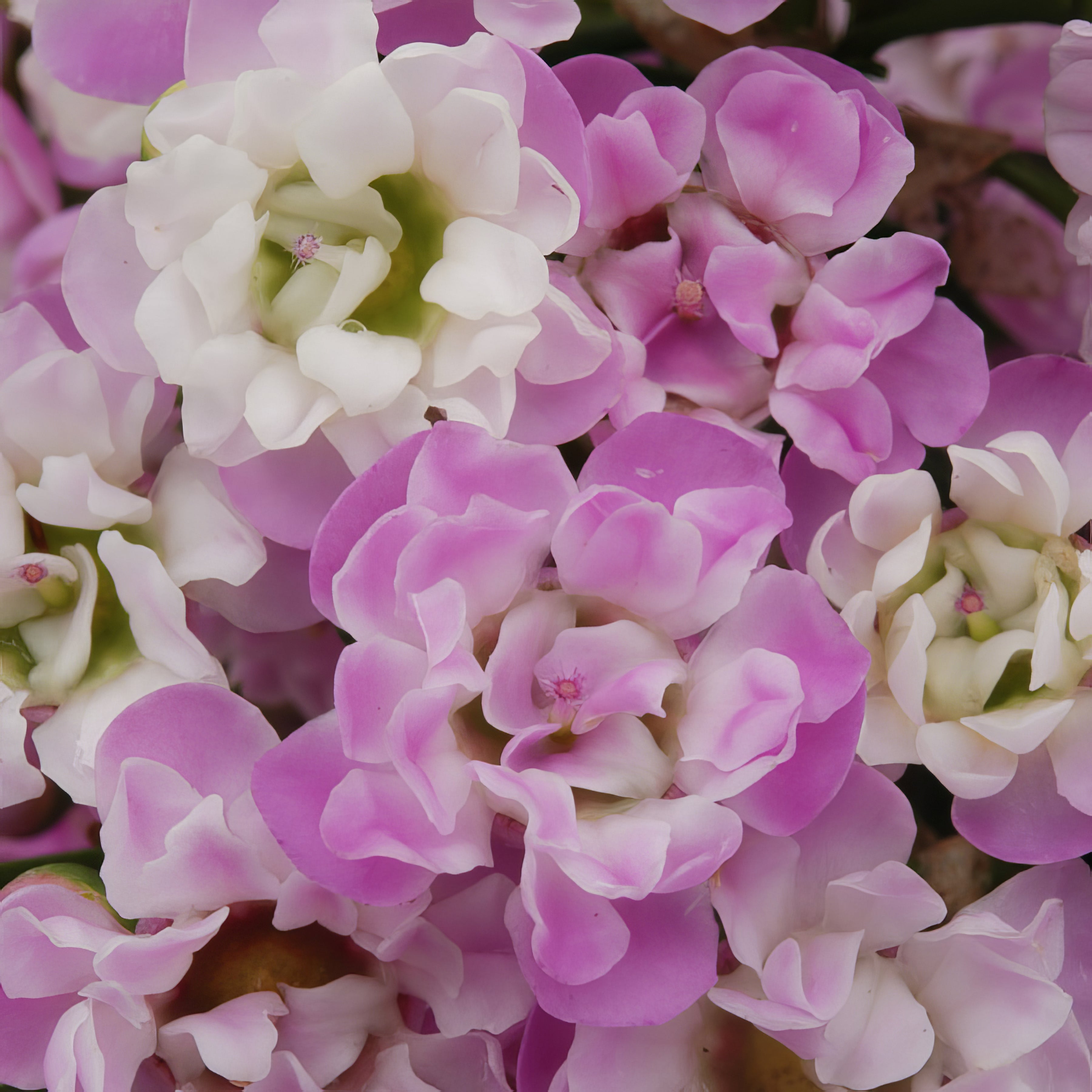 Chamelaucium Wax Flower - Collection Image - Garden Express
