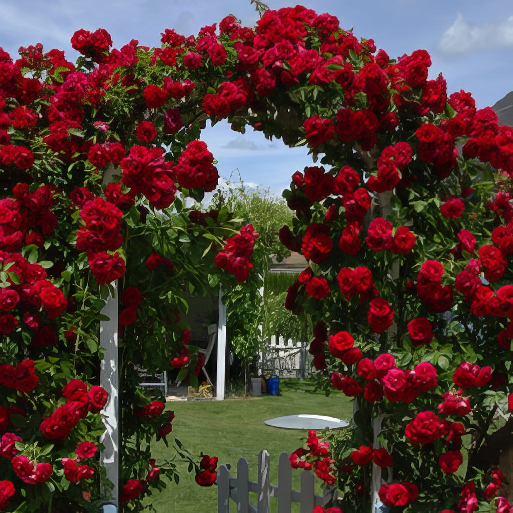 Climbing Roses - Collection Image - Garden Express