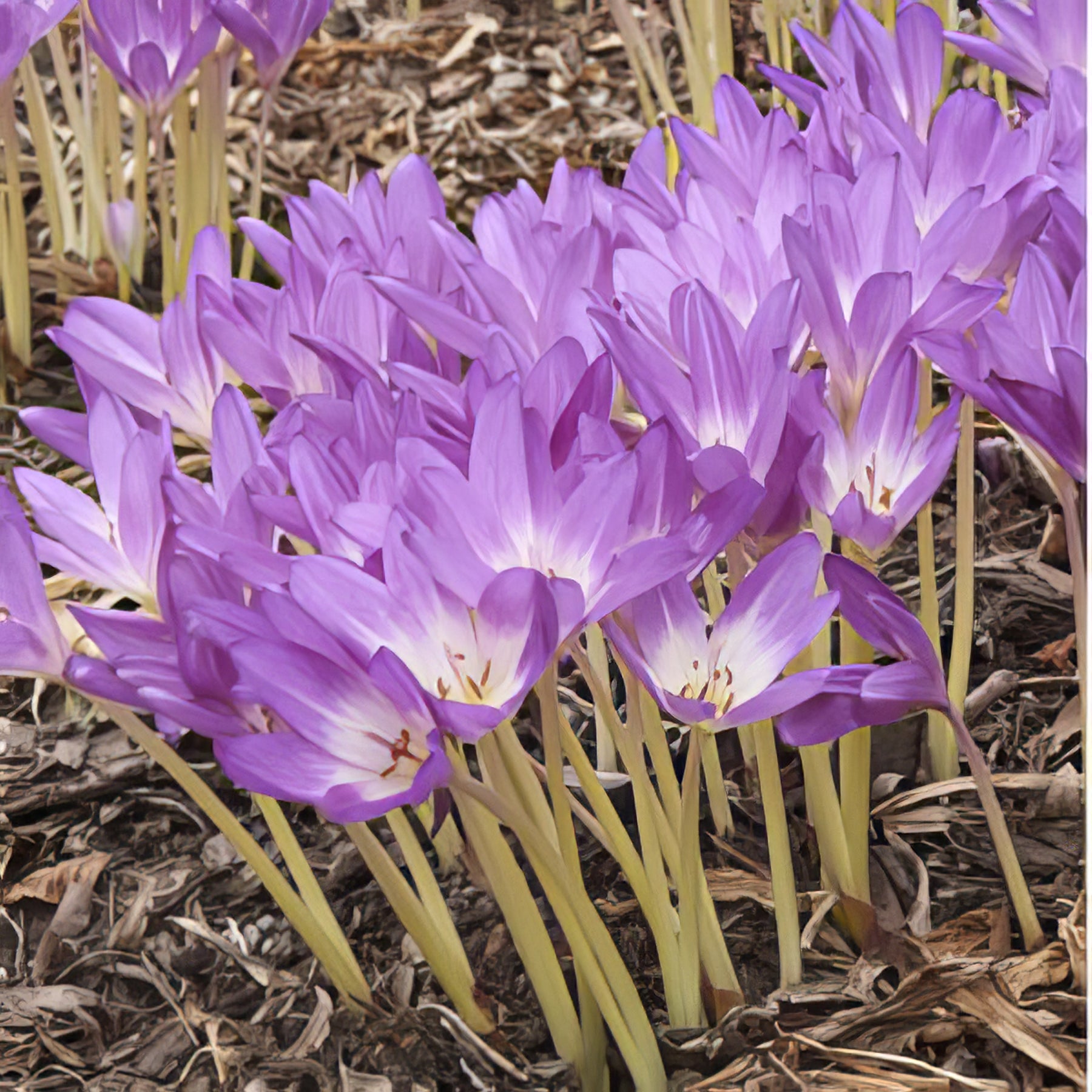 Colchicum - Collection Image - Garden Express