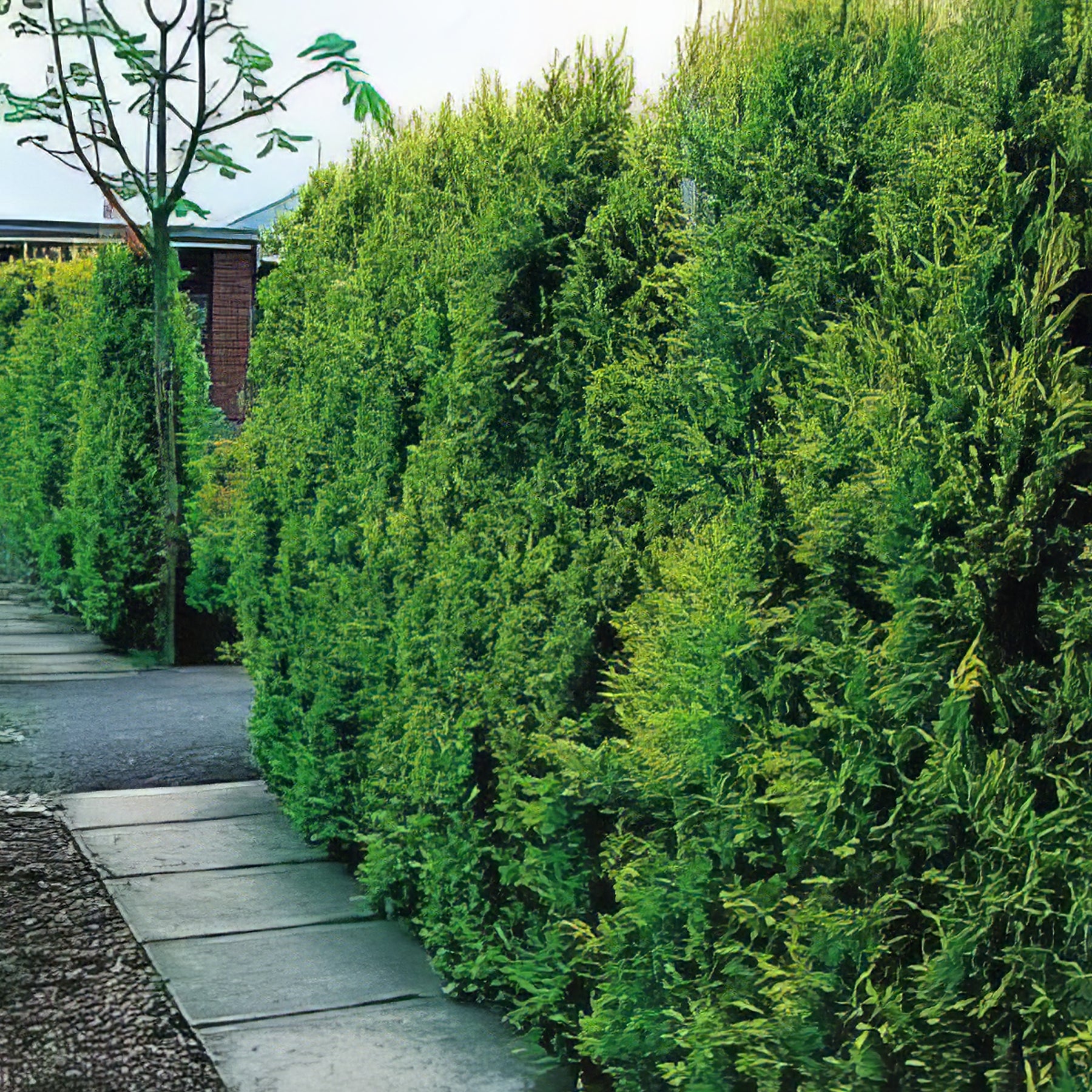 Conifers - Collection Image - Garden Express