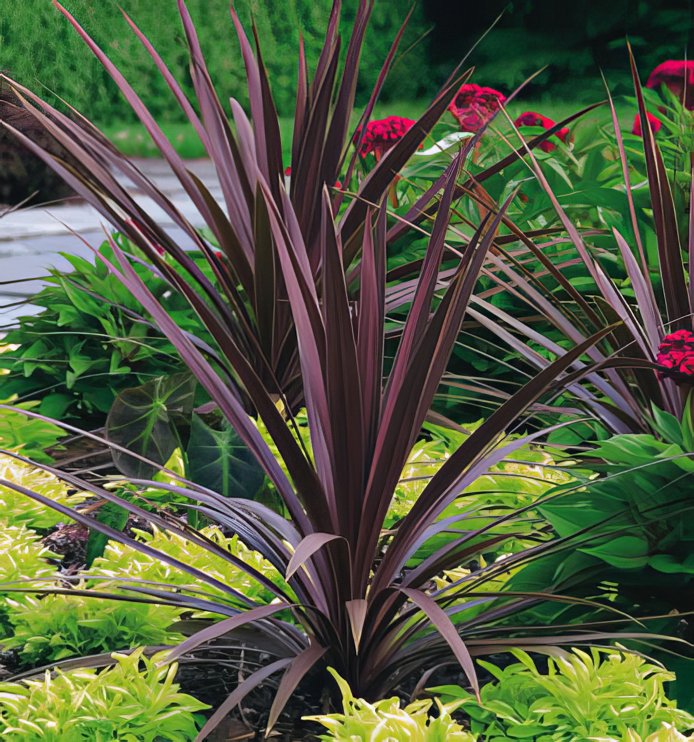 Cordylines - Collection Image - Garden Express