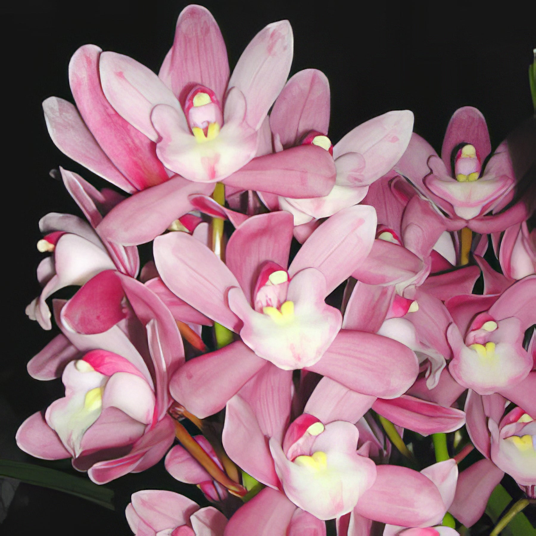 Cymbidium Orchids - Collection Image - Garden Express
