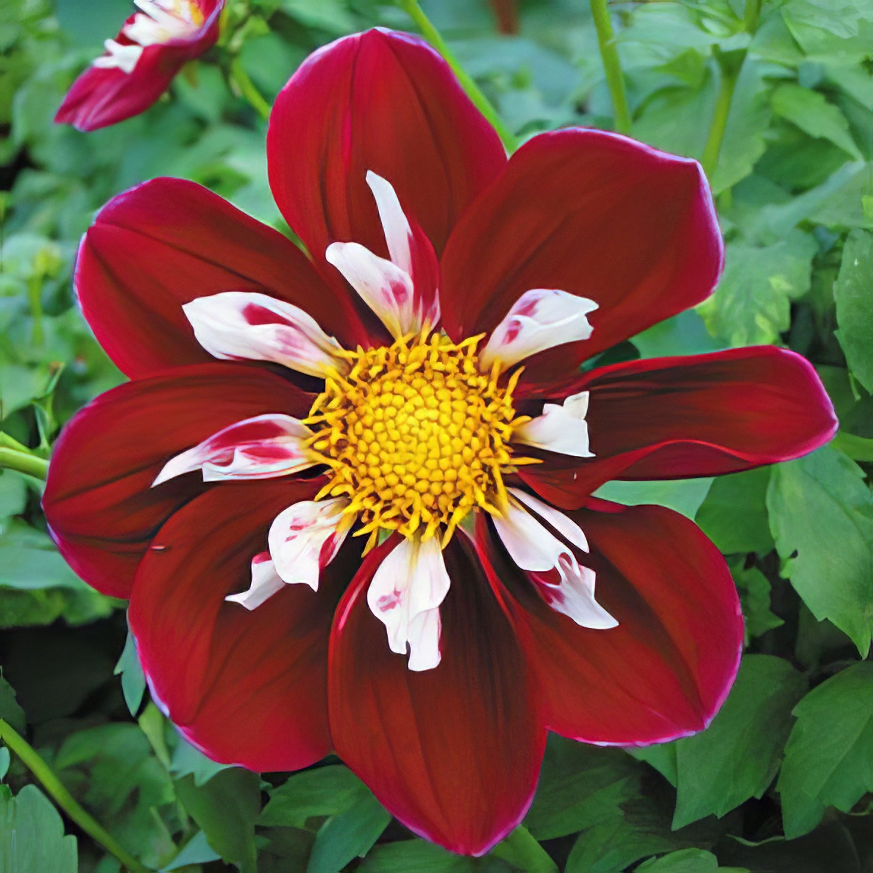 Dahlia Collarette - Collection Image - Garden Express