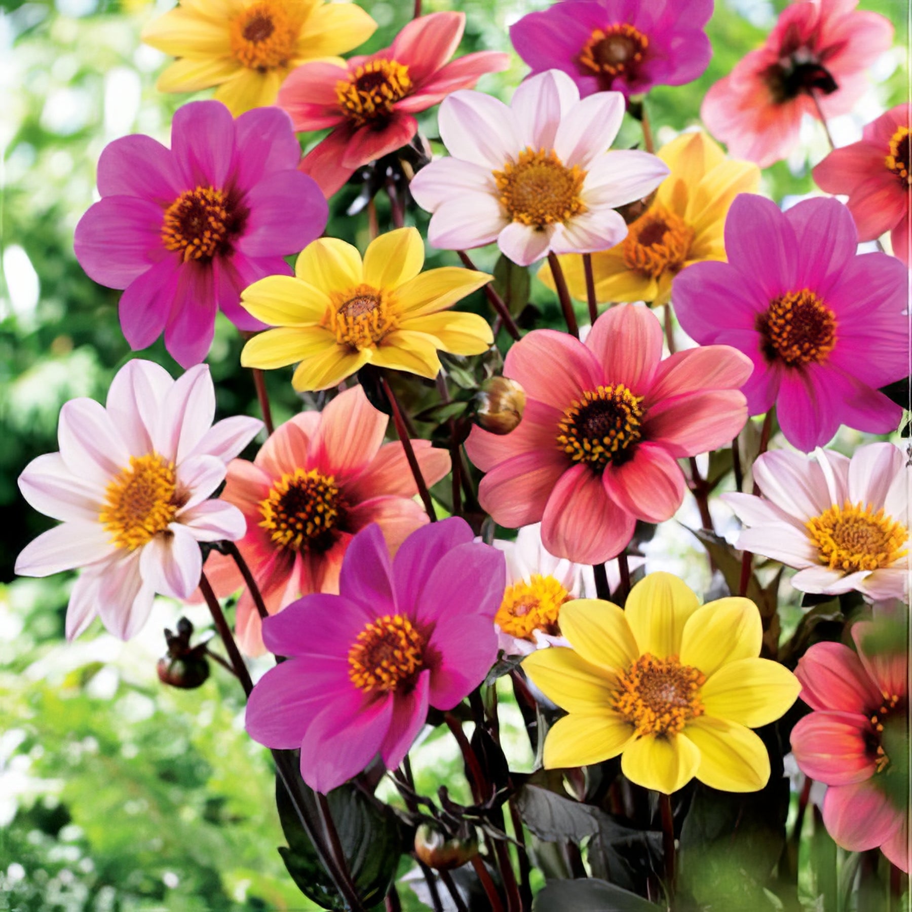 Dahlia Dark Foliage - Collection Image - Garden Express