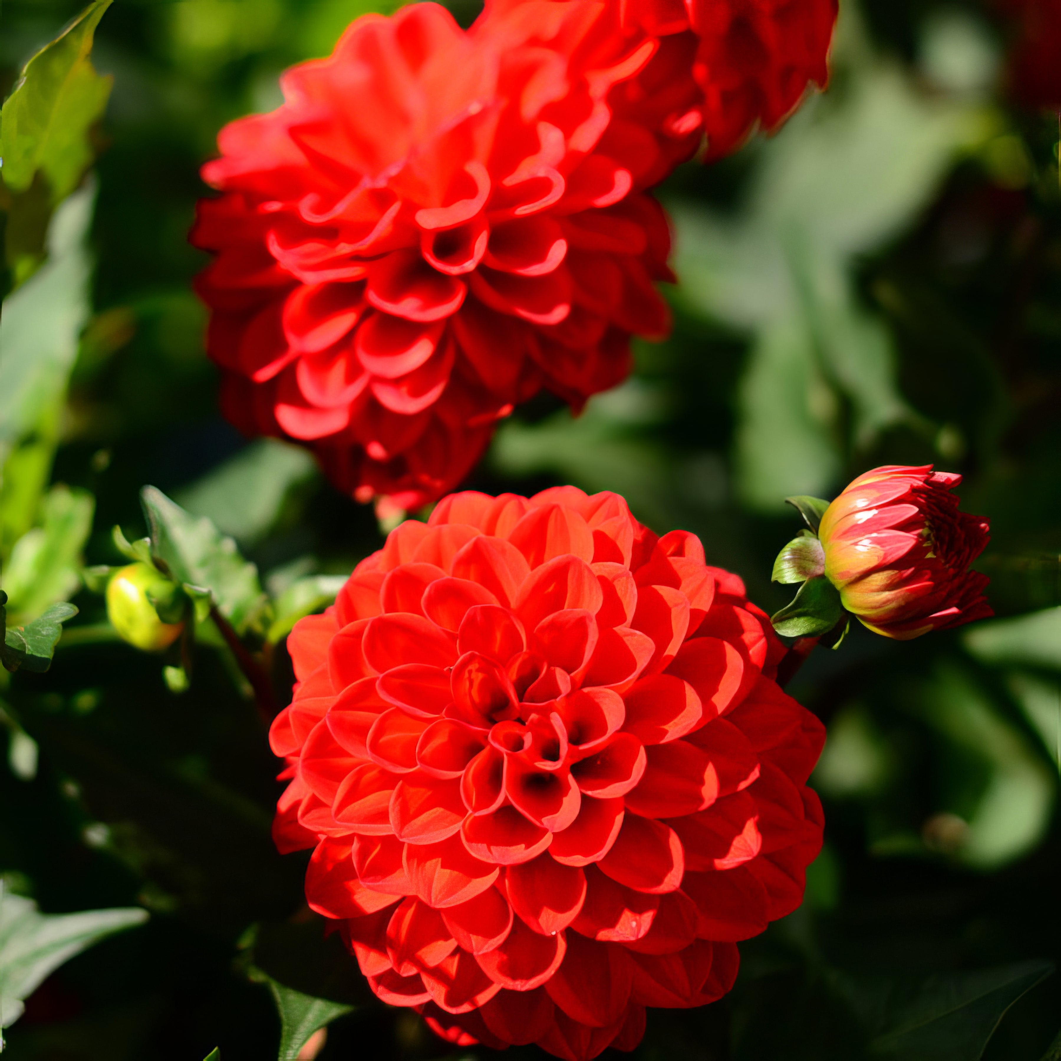 Dahlia Dwarf - Collection Image - Garden Express