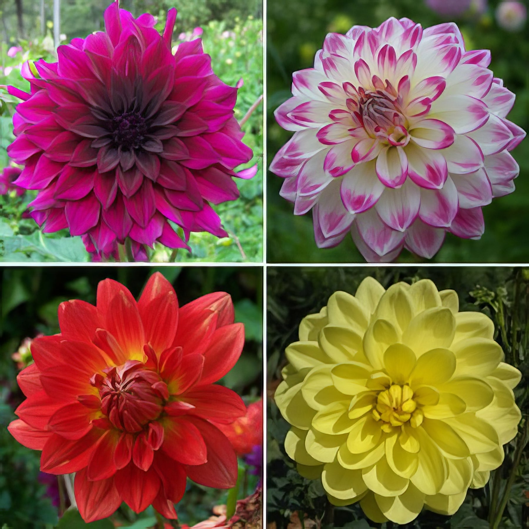 Dahlia Waterlily - Collection Image - Garden Express