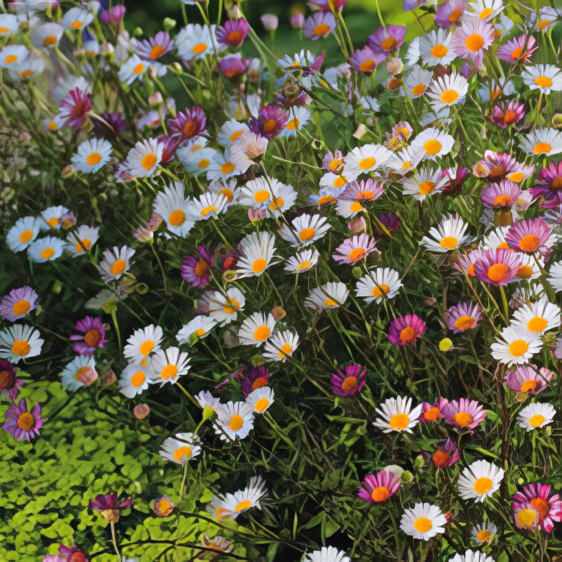 Daisies - Collection Image - Garden Express