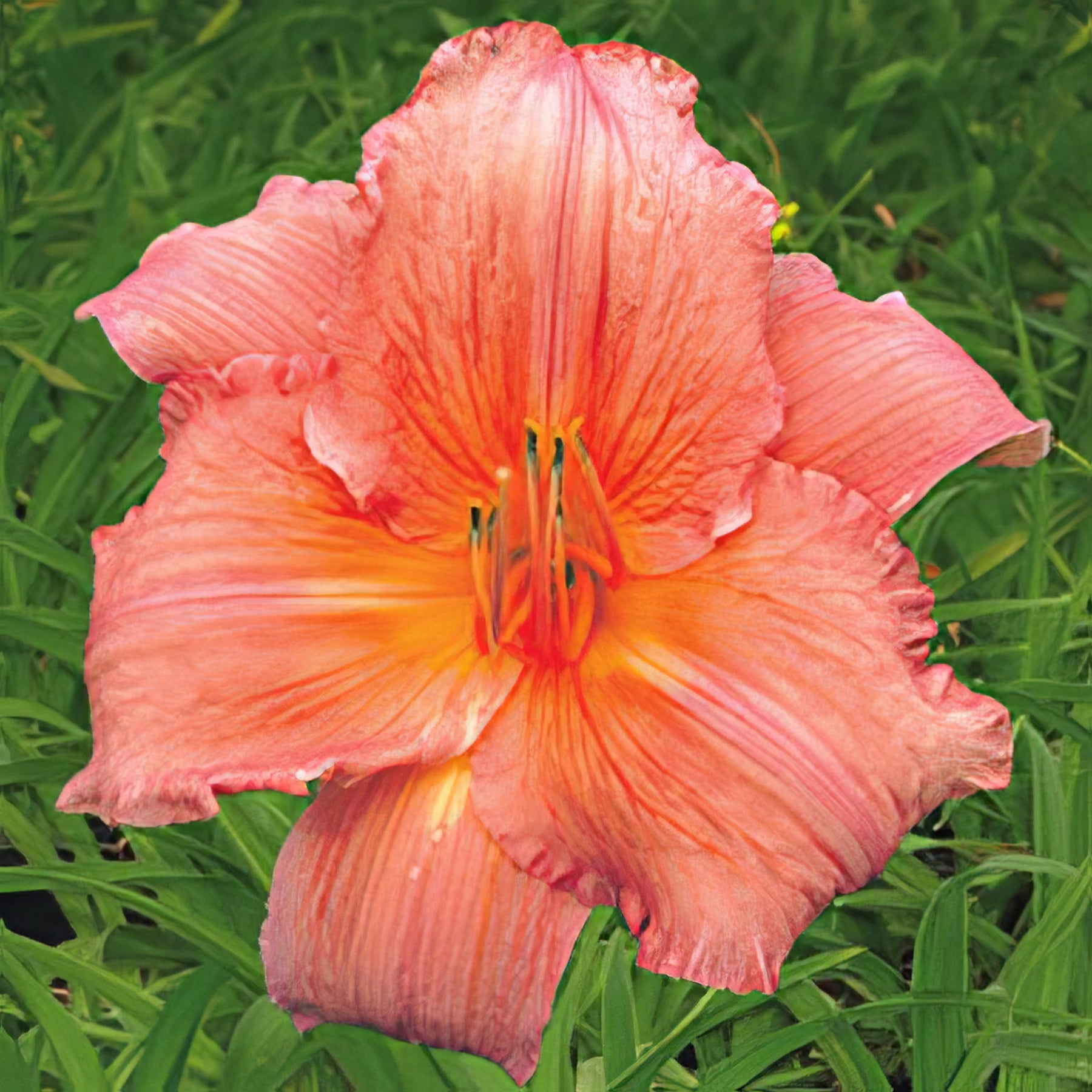 Daylilies - Collection Image - Garden Express
