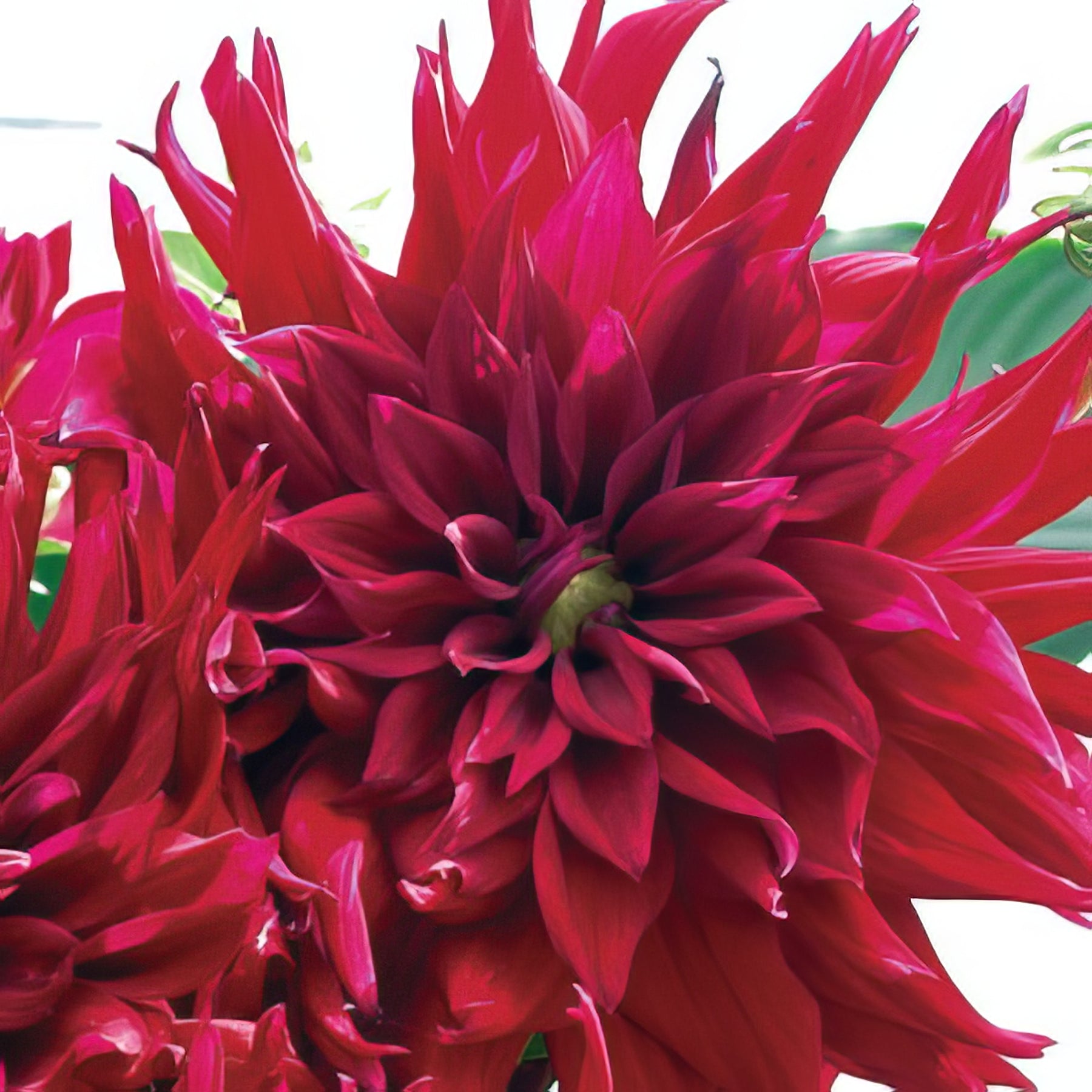 Delbard Dahlias - Collection Image - Garden Express