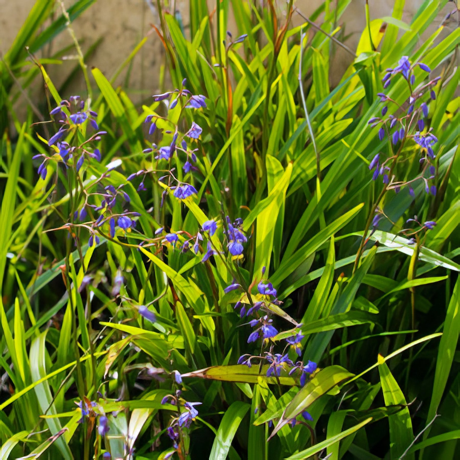 Dianellas - Collection Image - Garden Express