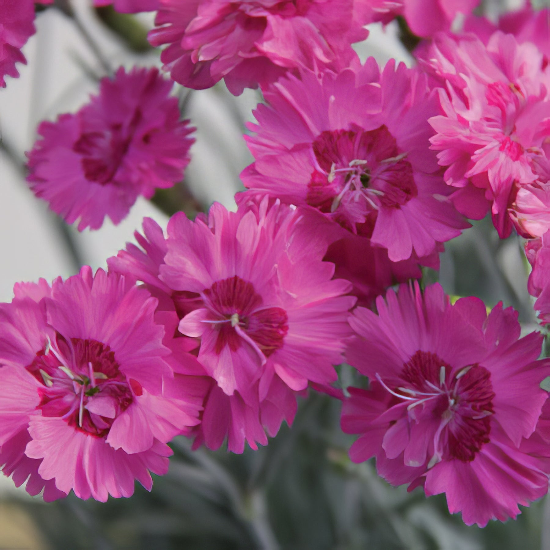Dianthus - Collection Image - Garden Express
