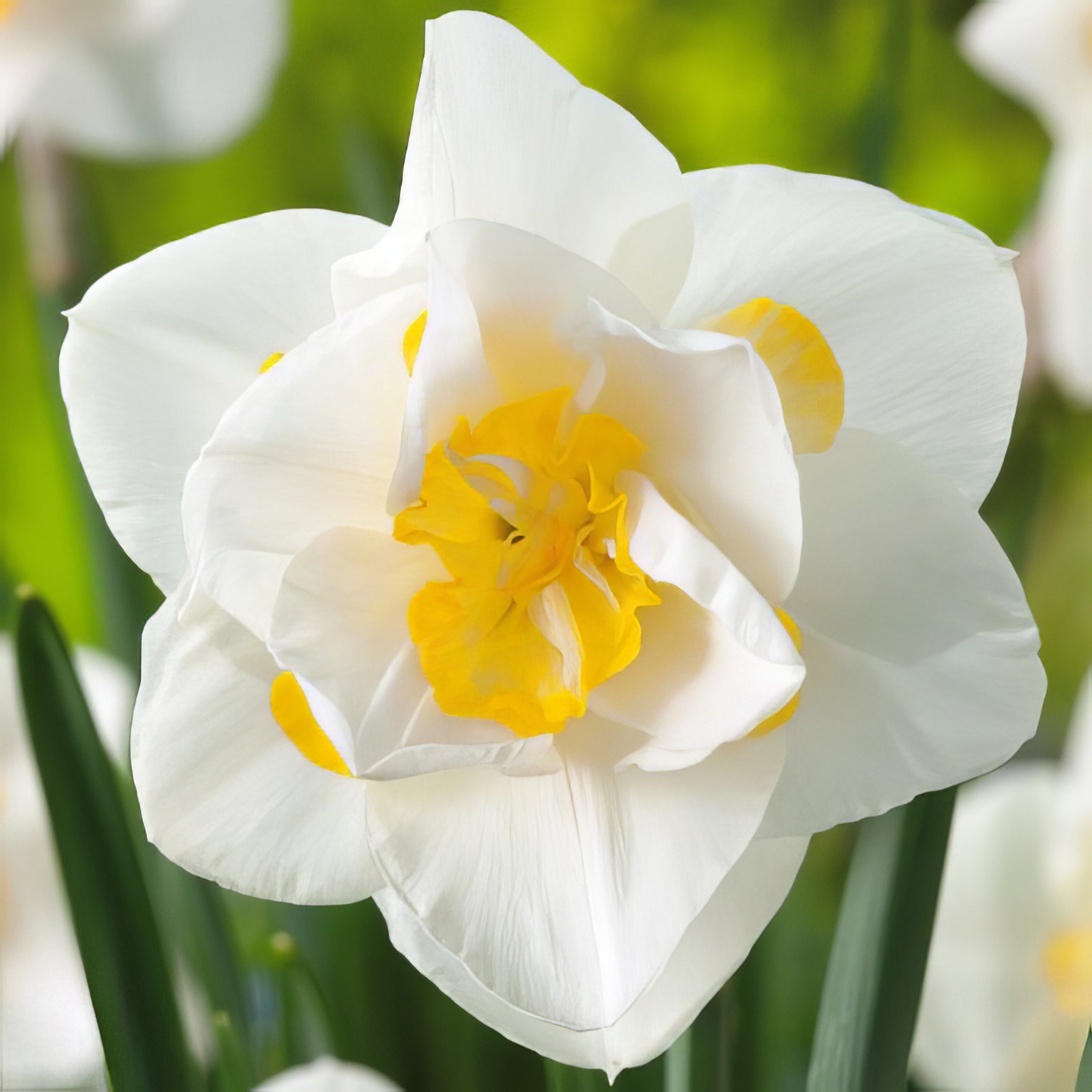 Double Daffodils - Collection Image - Garden Express