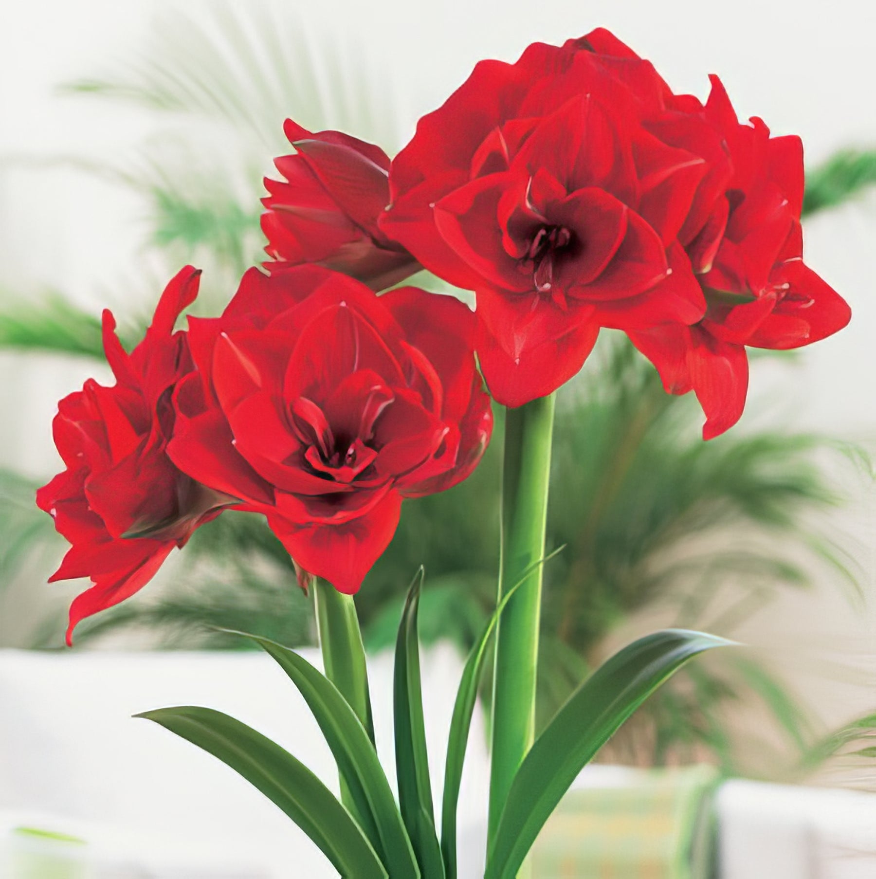 Double Hippeastrums - Collection Image - Garden Express