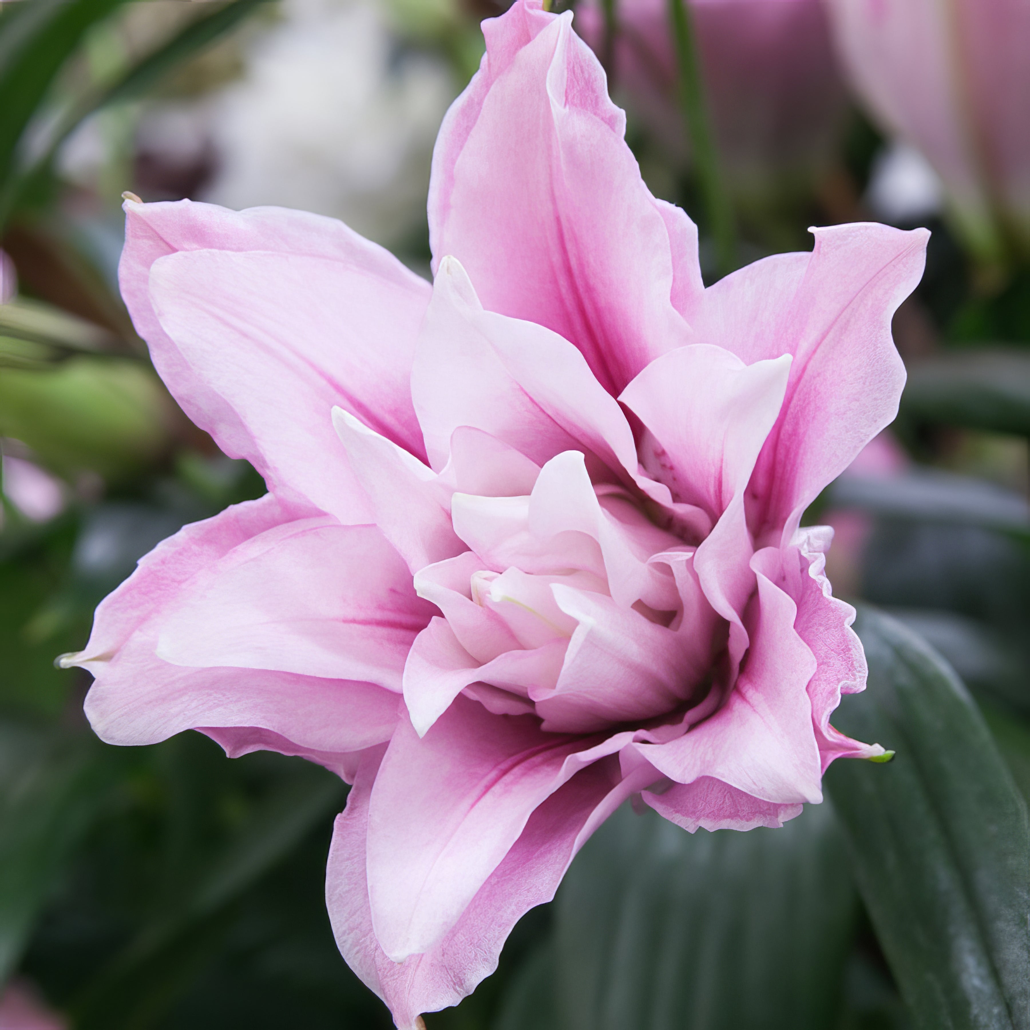 Double Liliums - Collection Image - Garden Express