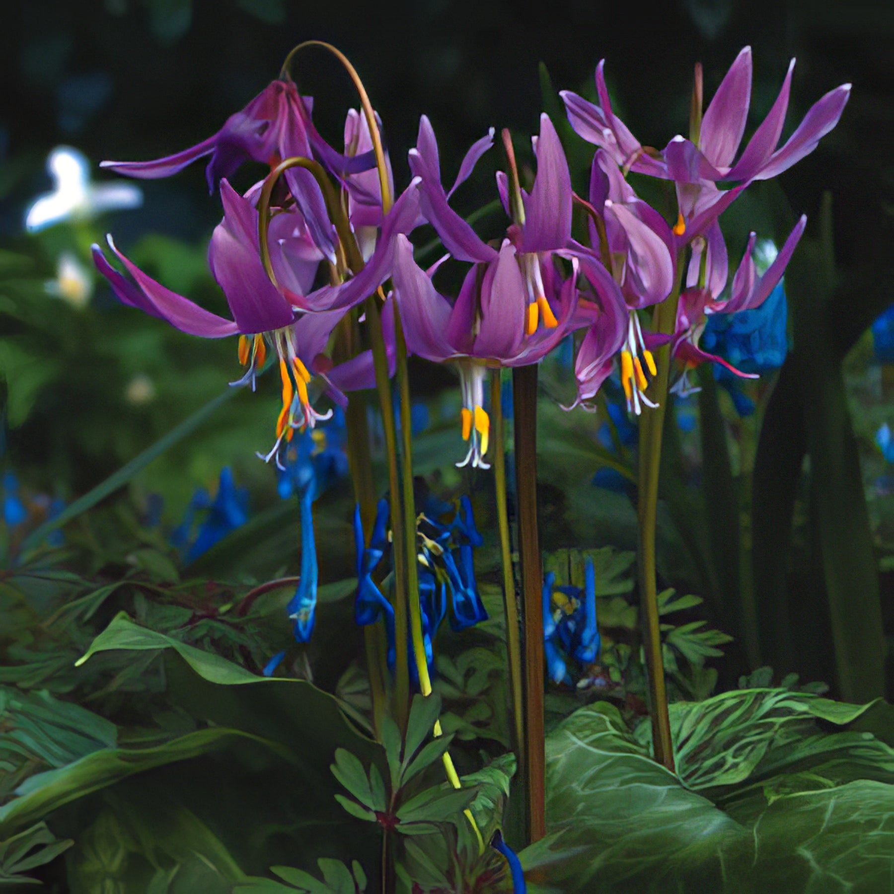 Erythronium (Trout Lily) - Collection Image - Garden Express
