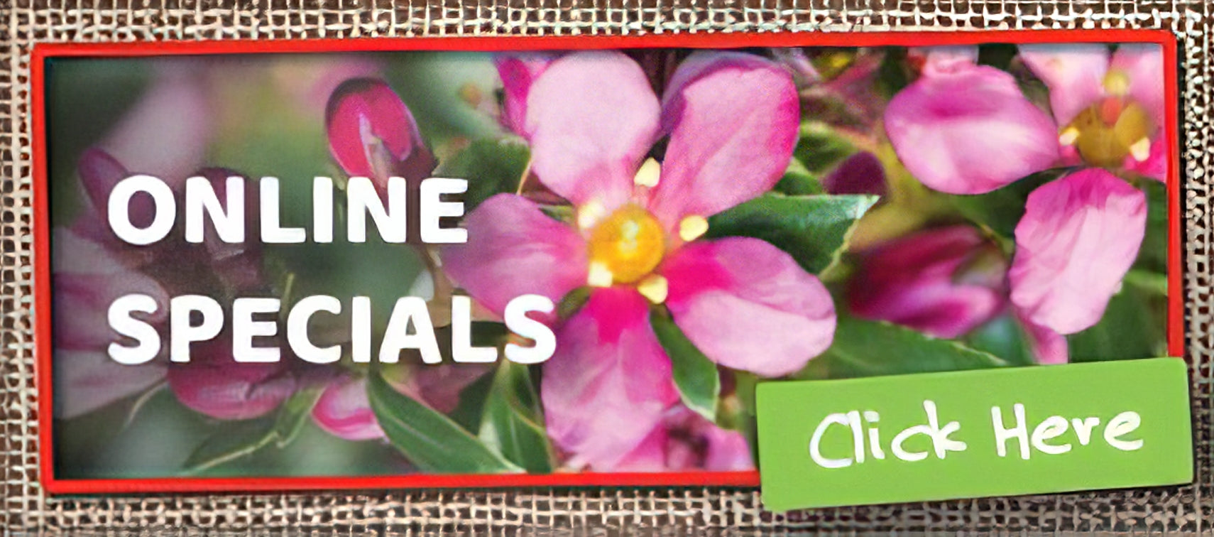 Extra Special Offers - Collection Image - Garden Express