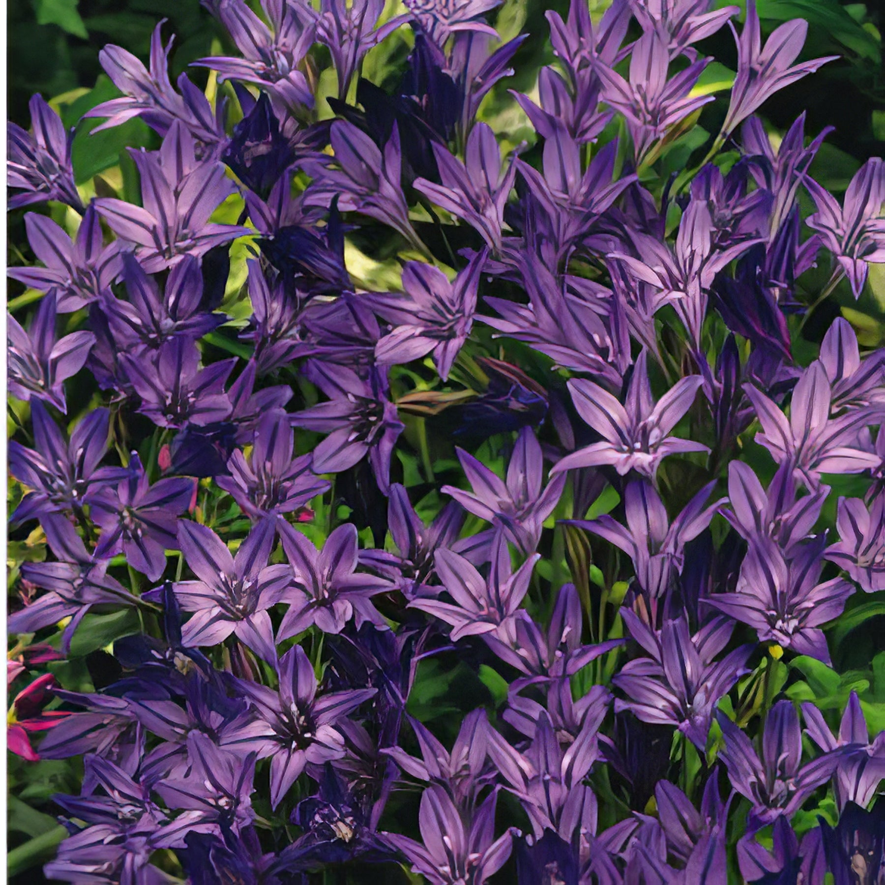 Fabiola - Collection Image - Garden Express