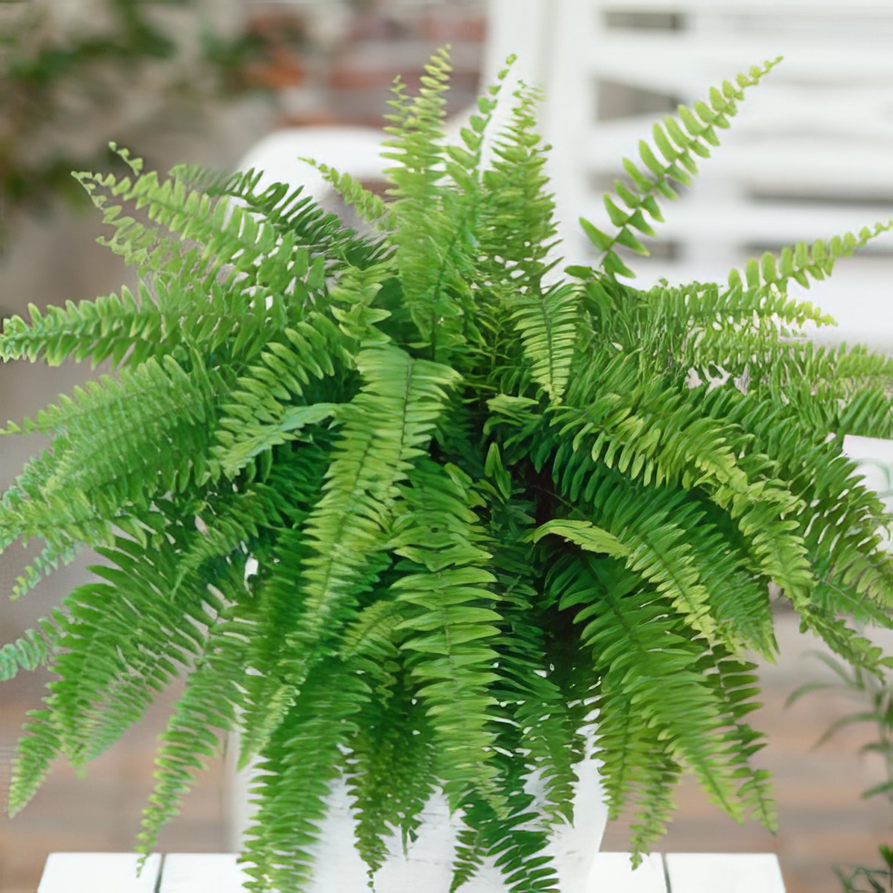Ferns - Collection Image - Garden Express