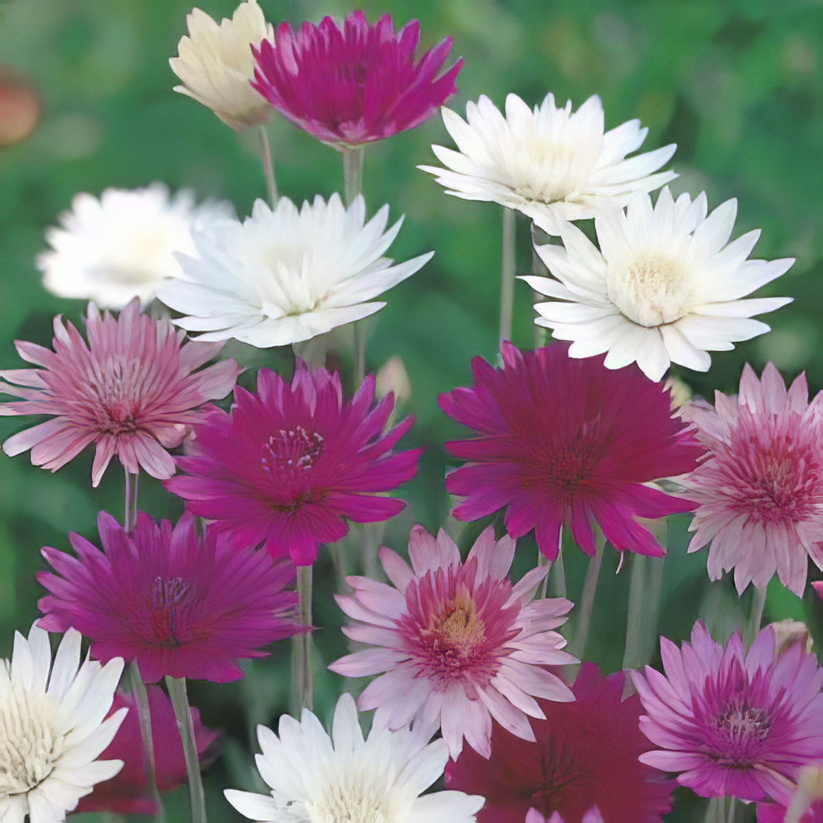 Flower Seeds Garden Express Australia flower-seeds-garden-express-australia