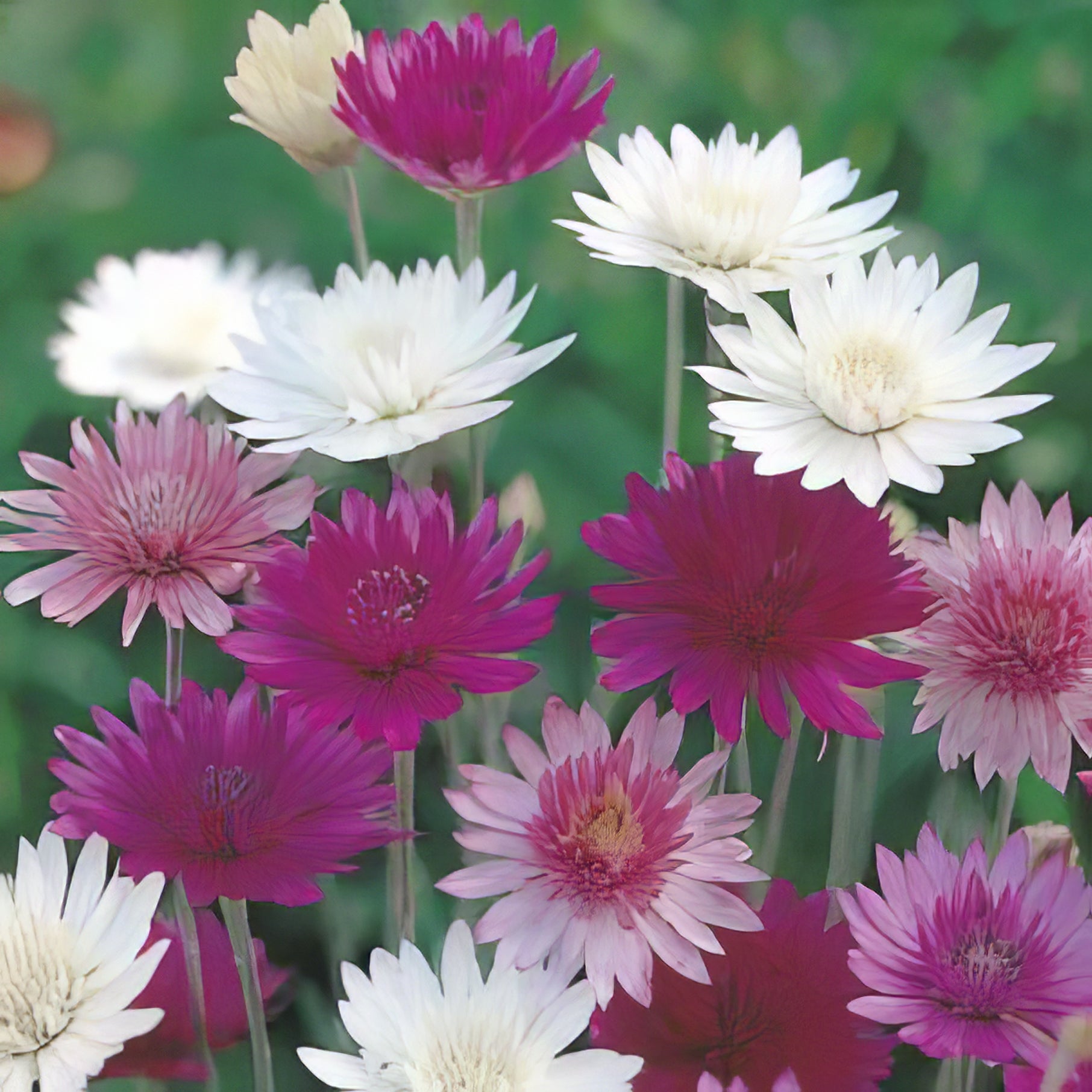 Flower Seeds - Collection Image - Garden Express