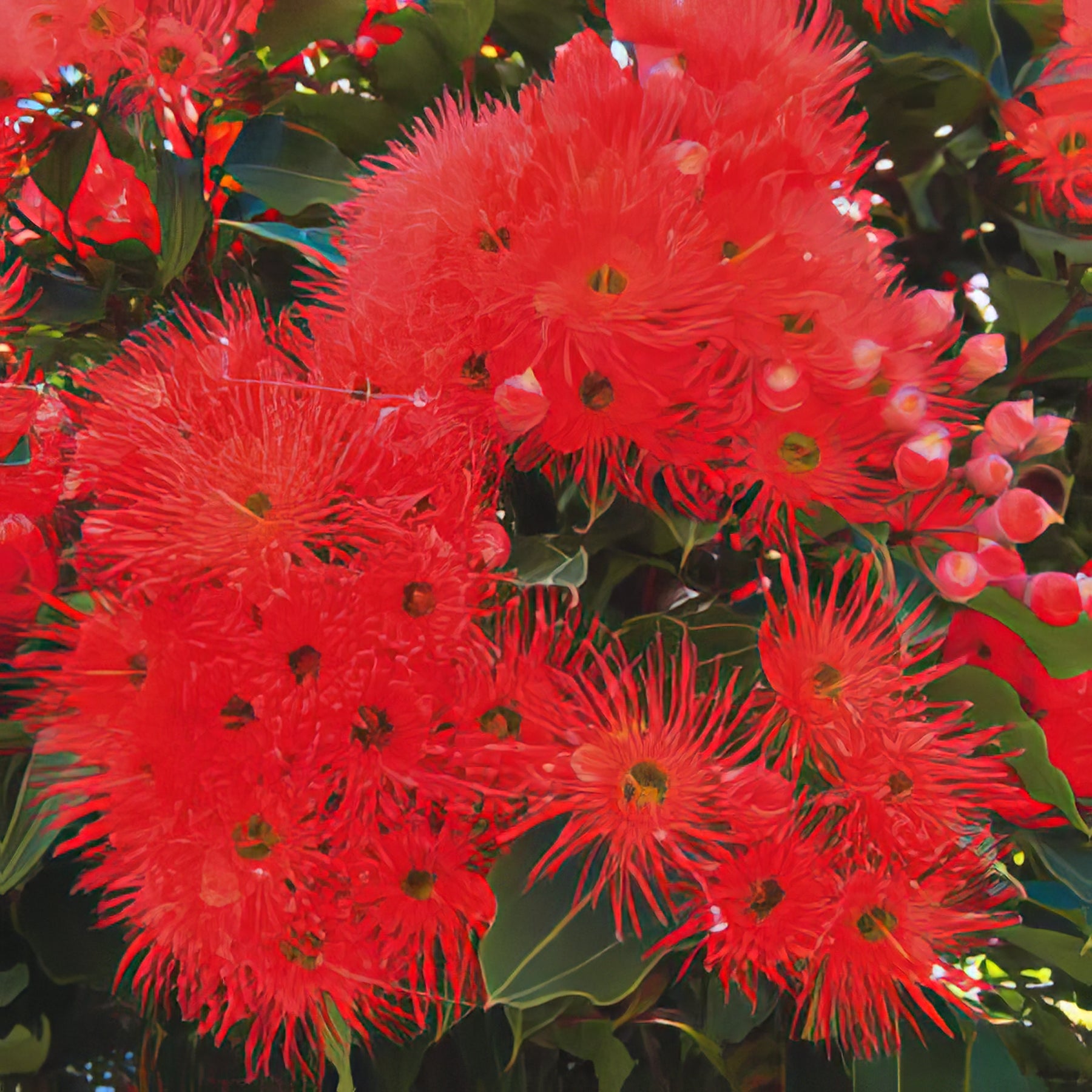 Flowering Gum Trees - Collection Image - Garden Express