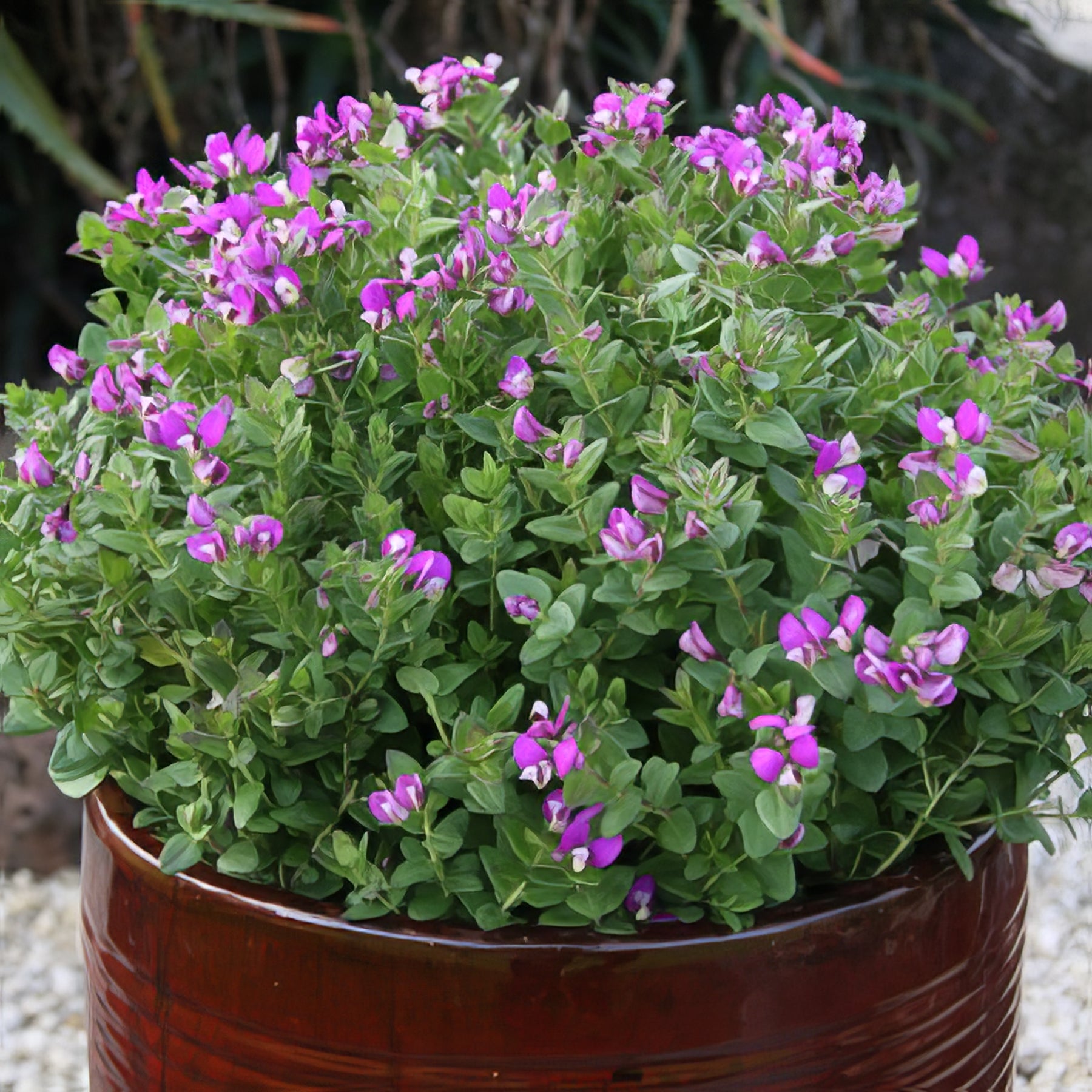 Flowering Shrubs - Collection Image - Garden Express