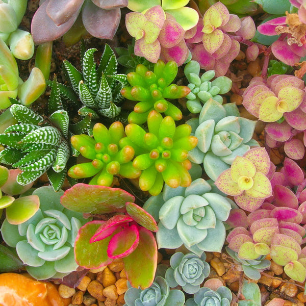 Foliage Plants - Collection Image - Garden Express