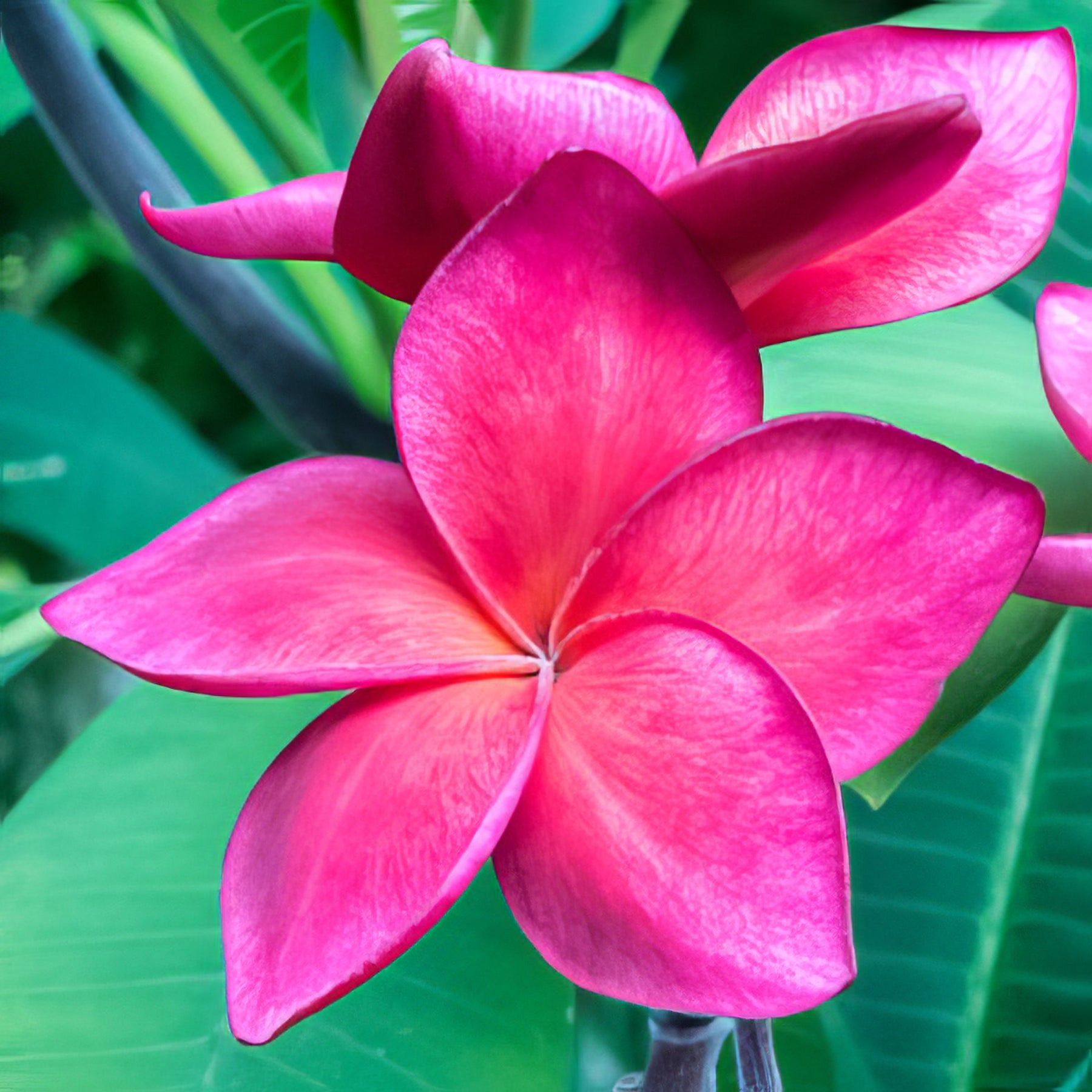Frangipani - Collection Image - Garden Express