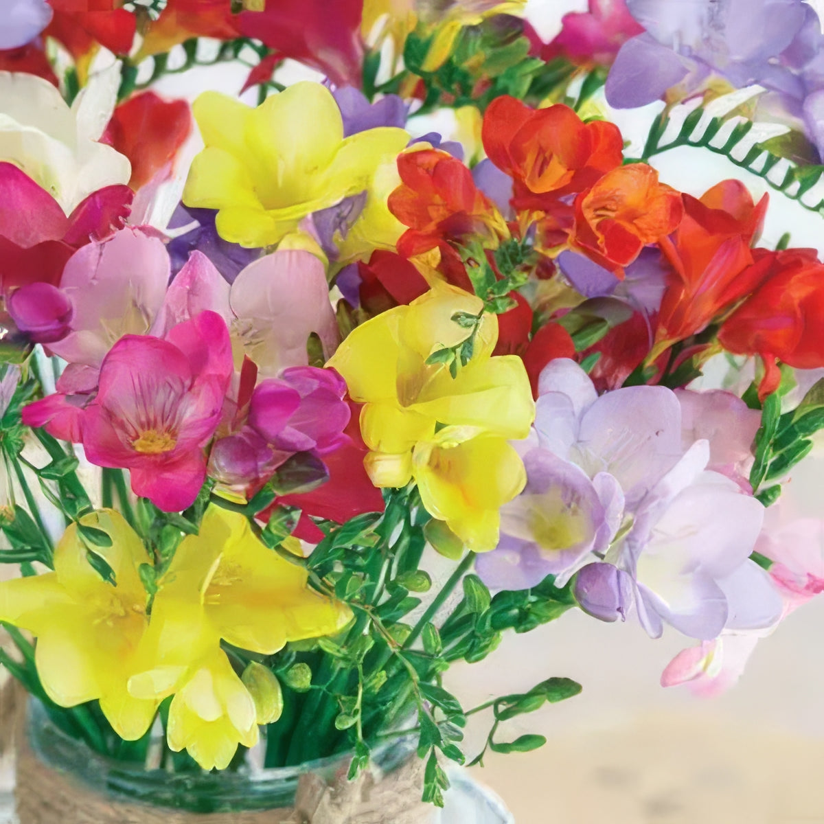 Freesia Hadeco & Refracta Alba - Collection Image - Garden Express